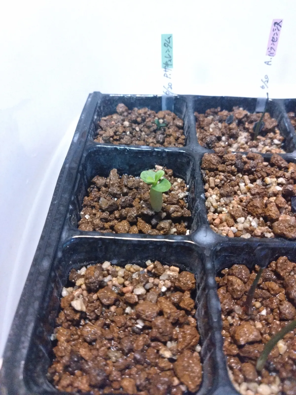 Pachypodium succulentum (パキポディウム サキュレンタム 天馬空)