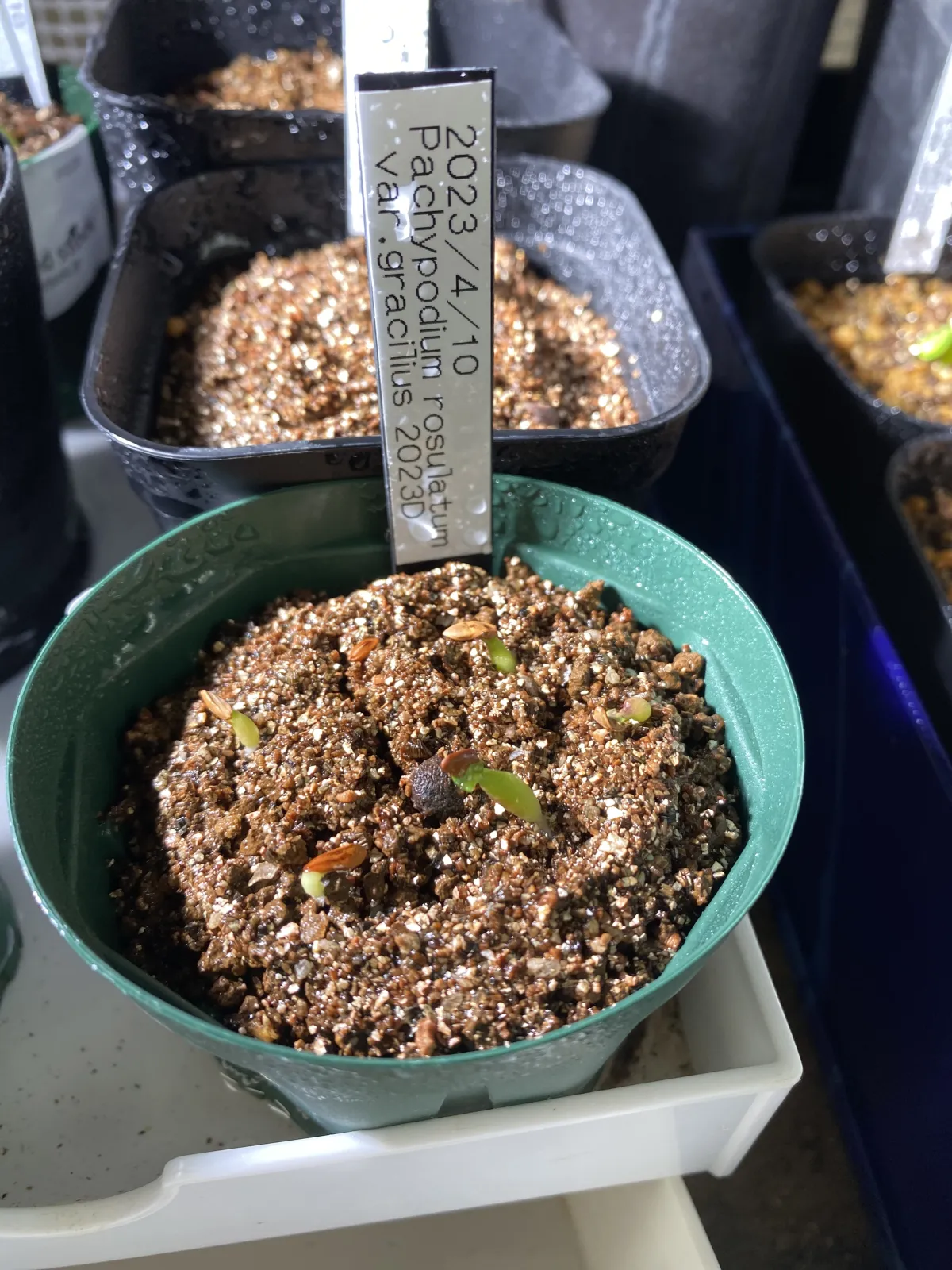 Pachypodium rosulatum var. gracilius (パキポディウム グラキリス)