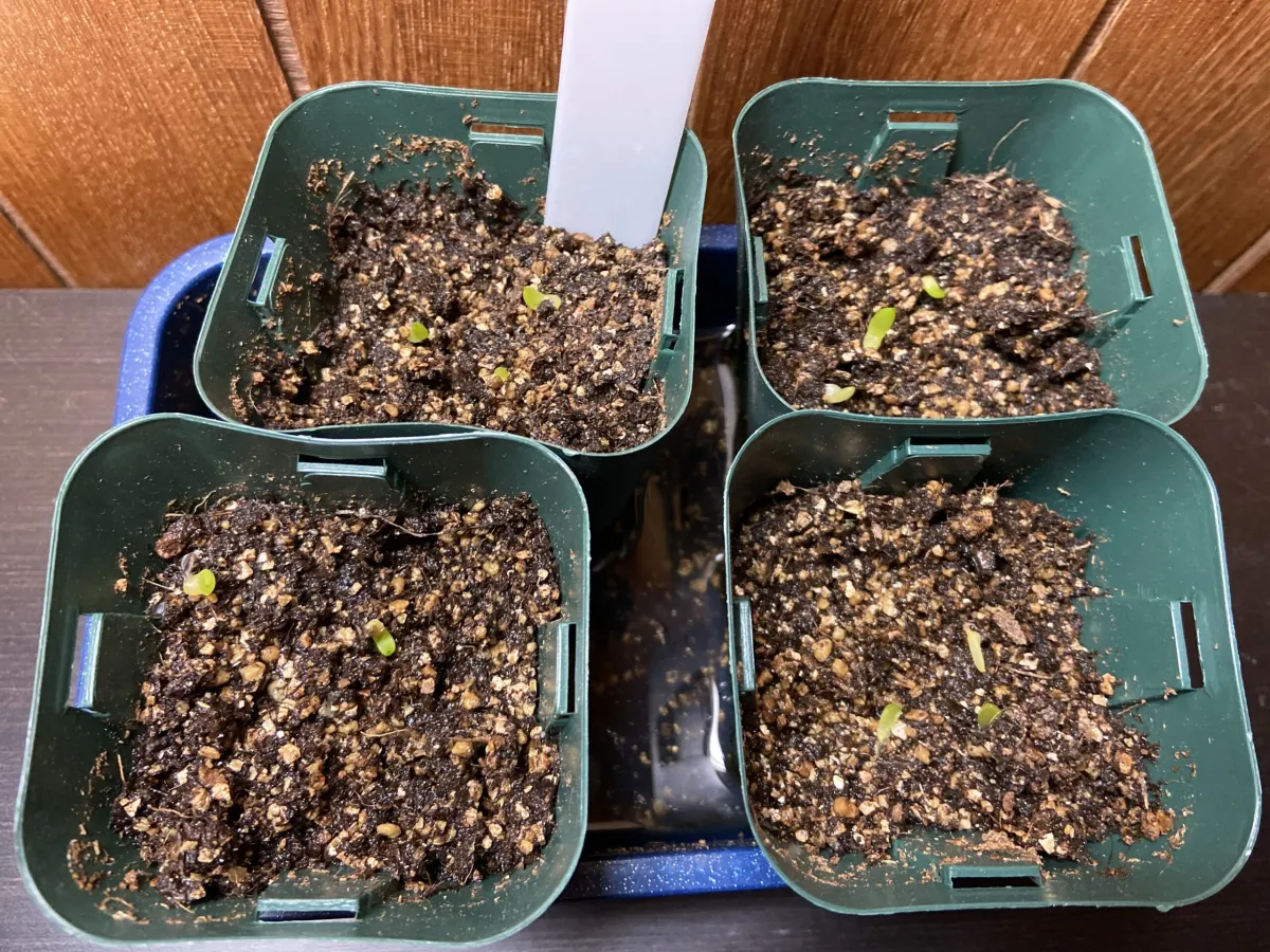 Aloe broomii (アロエ ブルーミー)