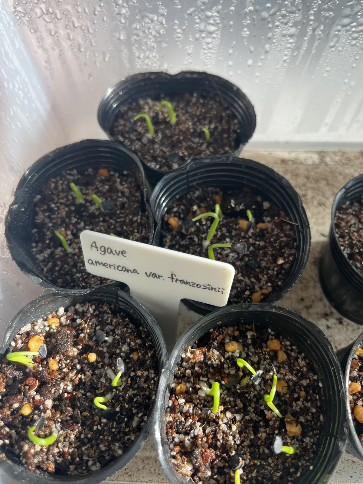 Agave americana ssp. americana (アガベ アメリカーナ)