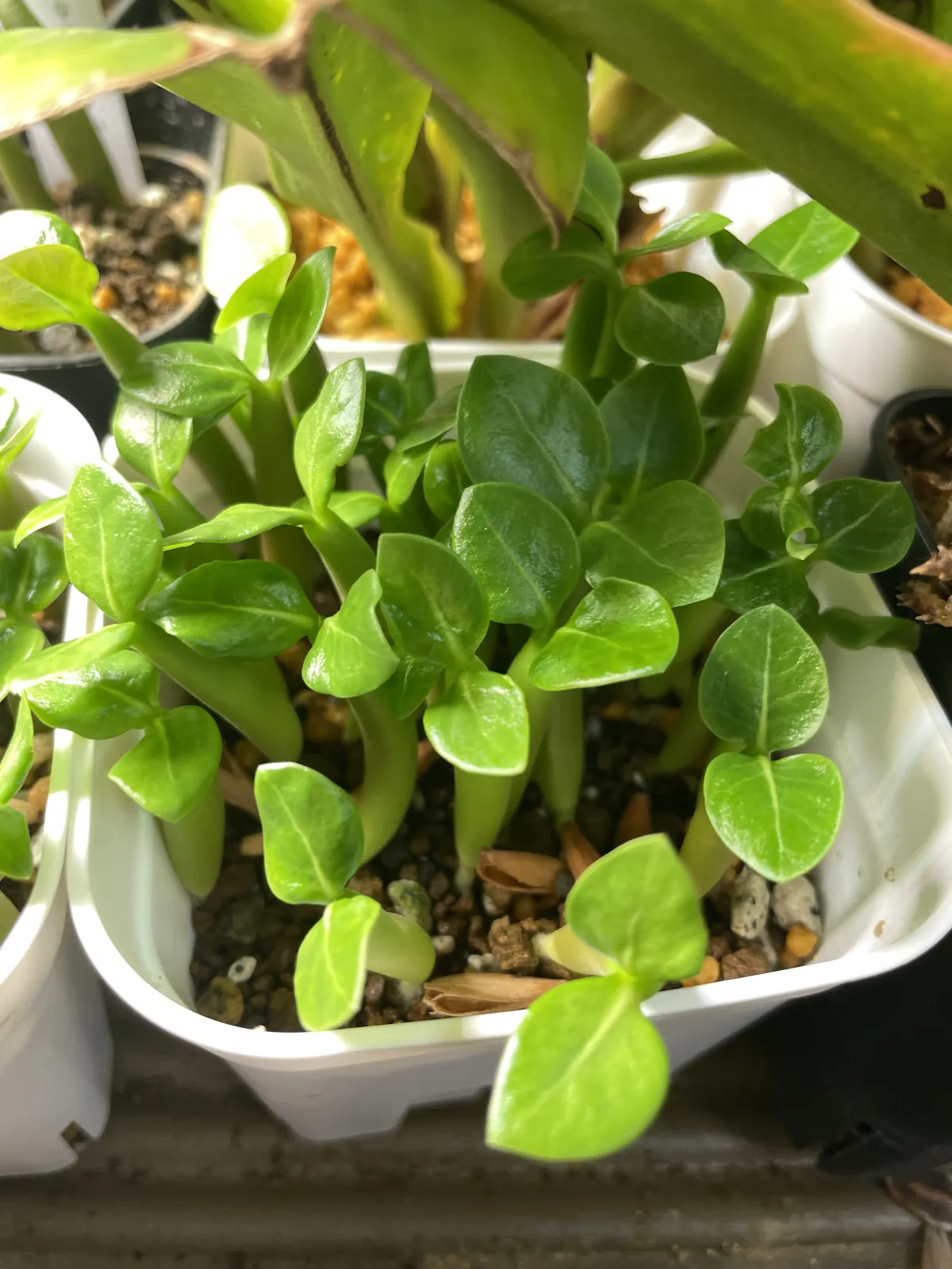 Adenium obesum (アデニウム オベスム)