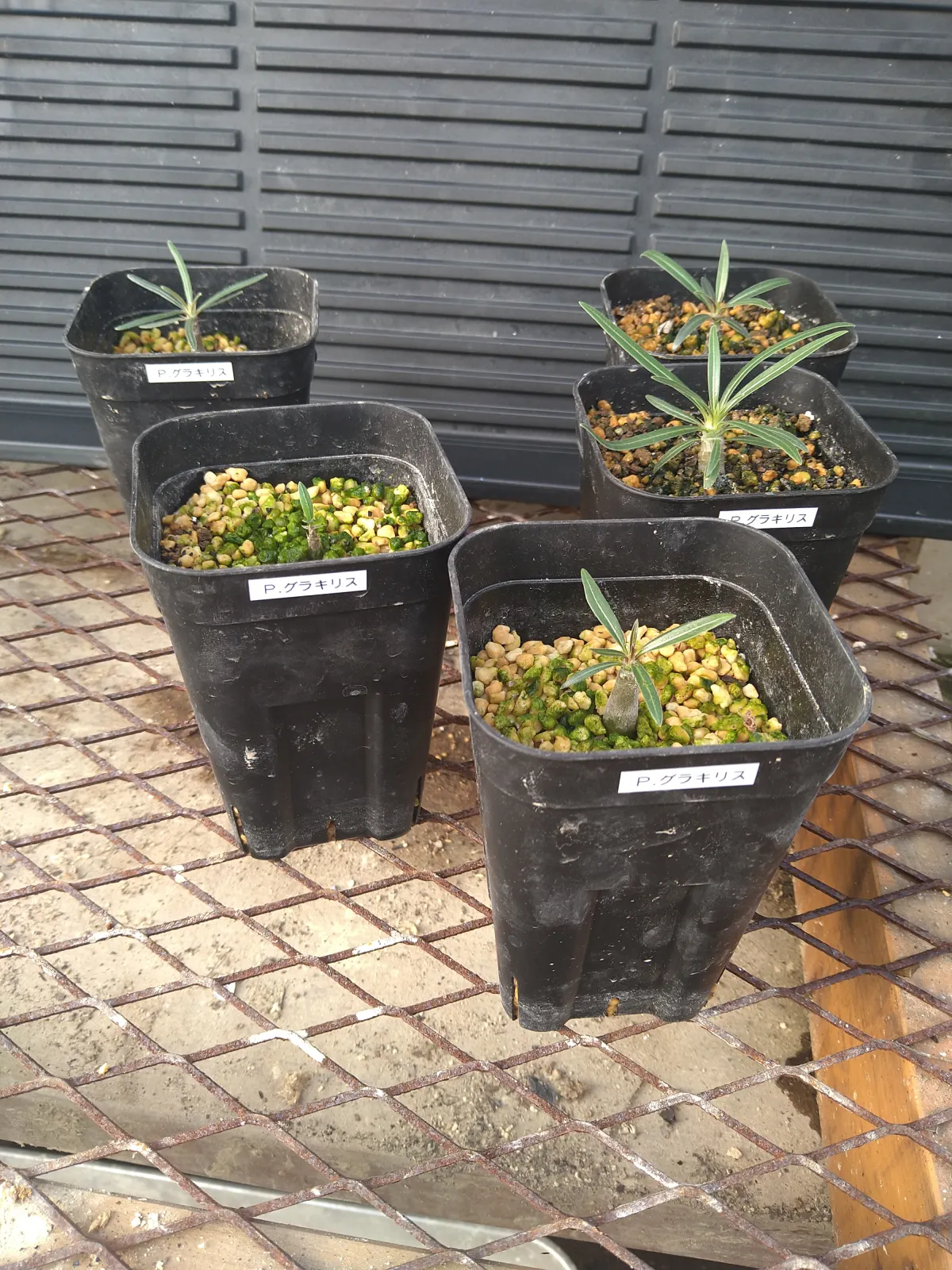 Pachypodium rosulatum var. gracilius (パキポディウム グラキリス)