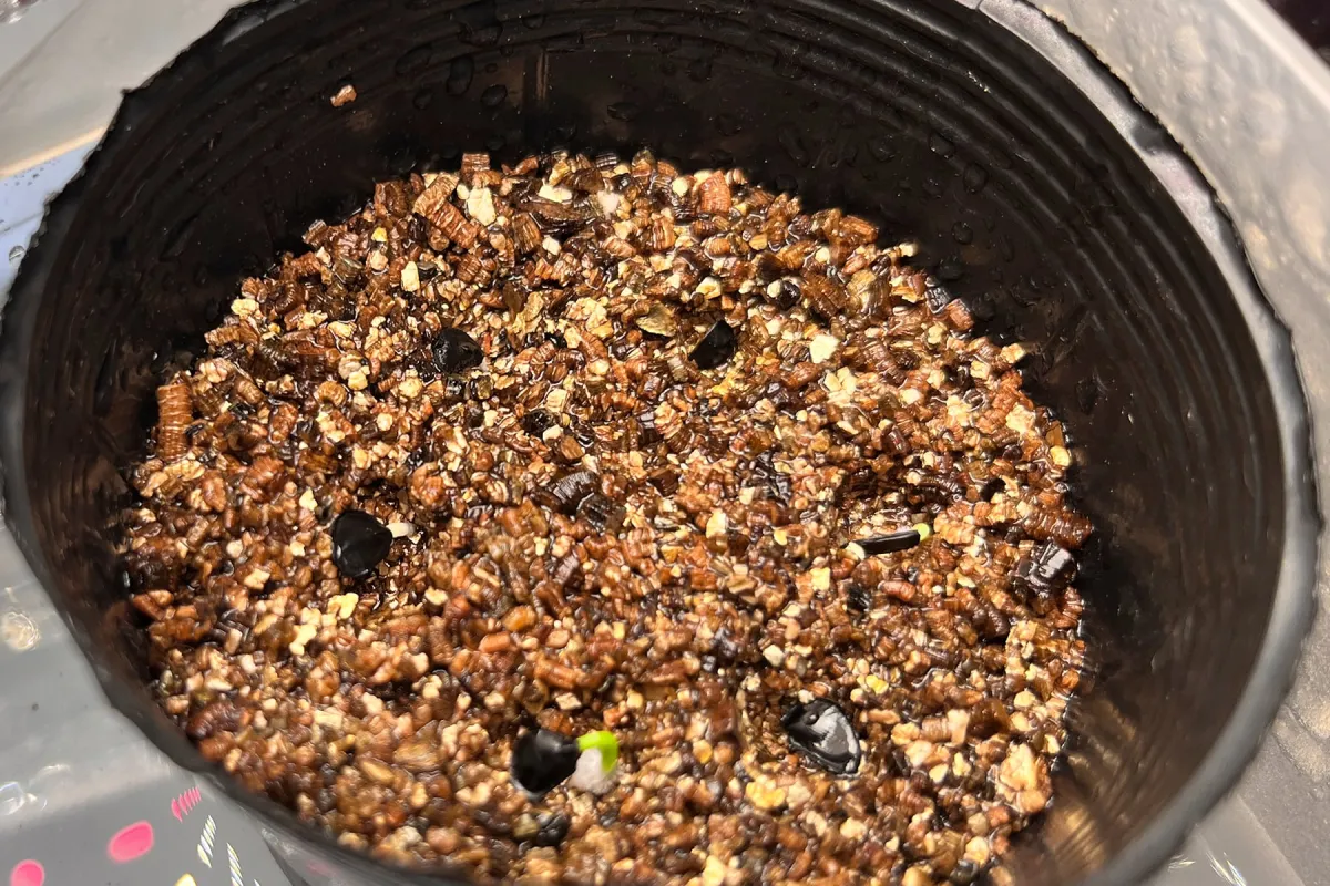 Agave parrasana (アガベ パラサナ)