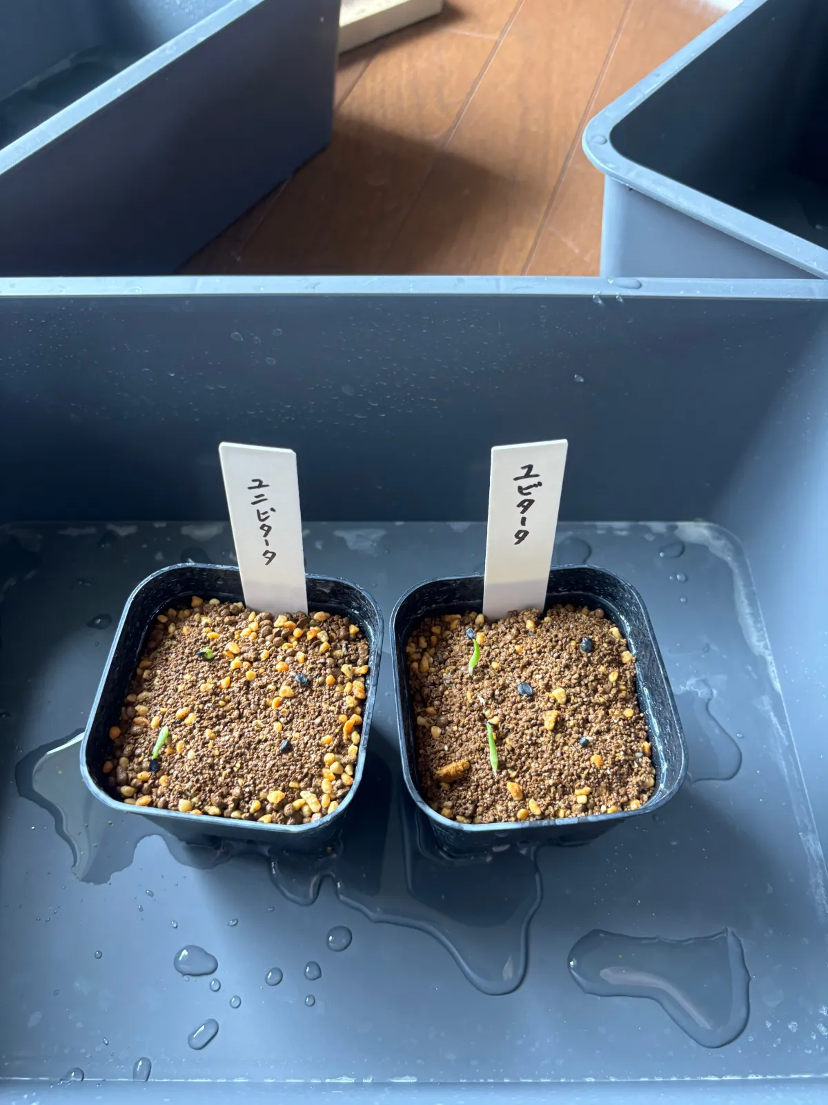 Agave univittata (アガベ ユニビタータ)