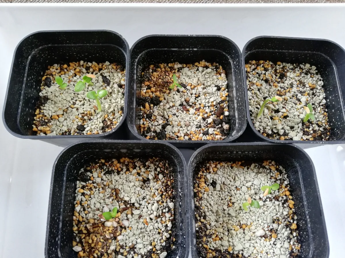 Pachypodium densiflorum var. brevicalyx (パキポディウム ブレビカリックス)