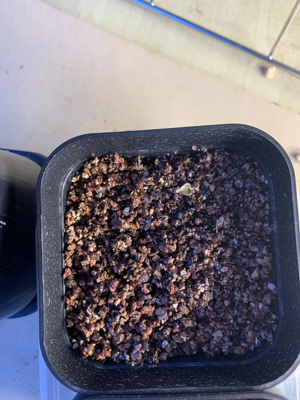 Dioscorea elephantipes (ディオスコレア エレファンティペス2023F)