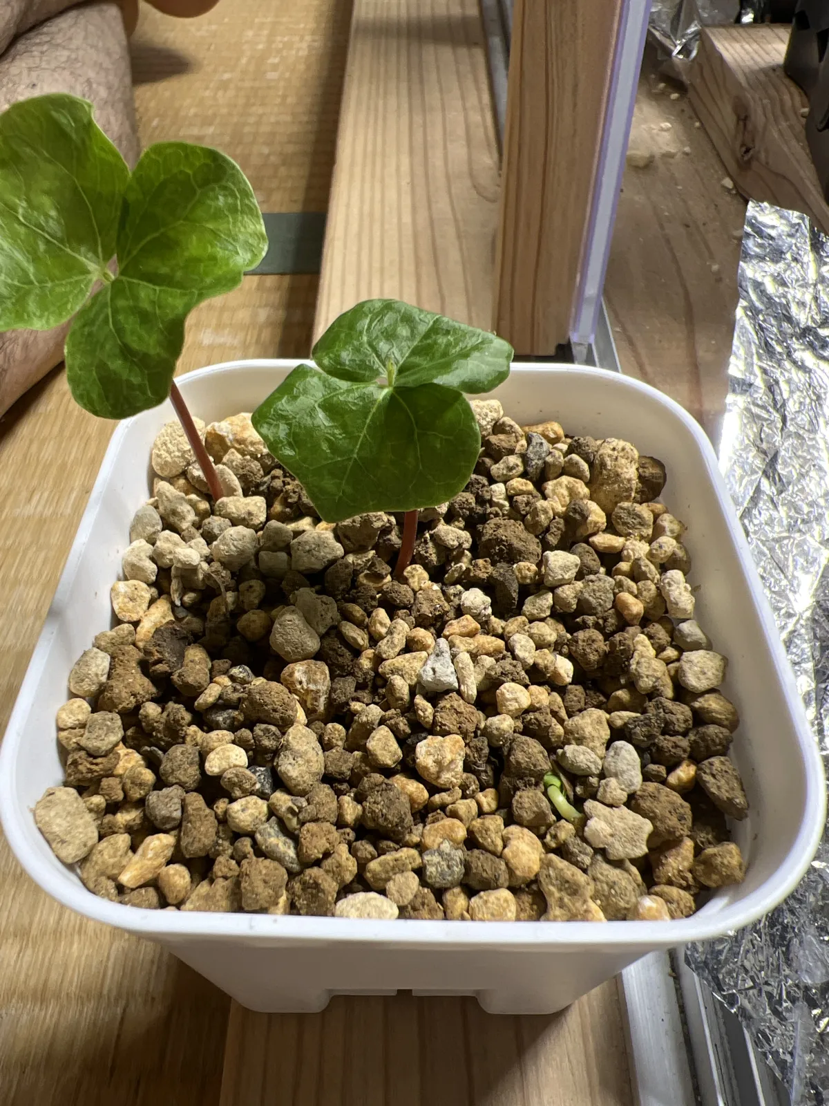 Commiphora Commiphora sp (コミフォラ sp.)