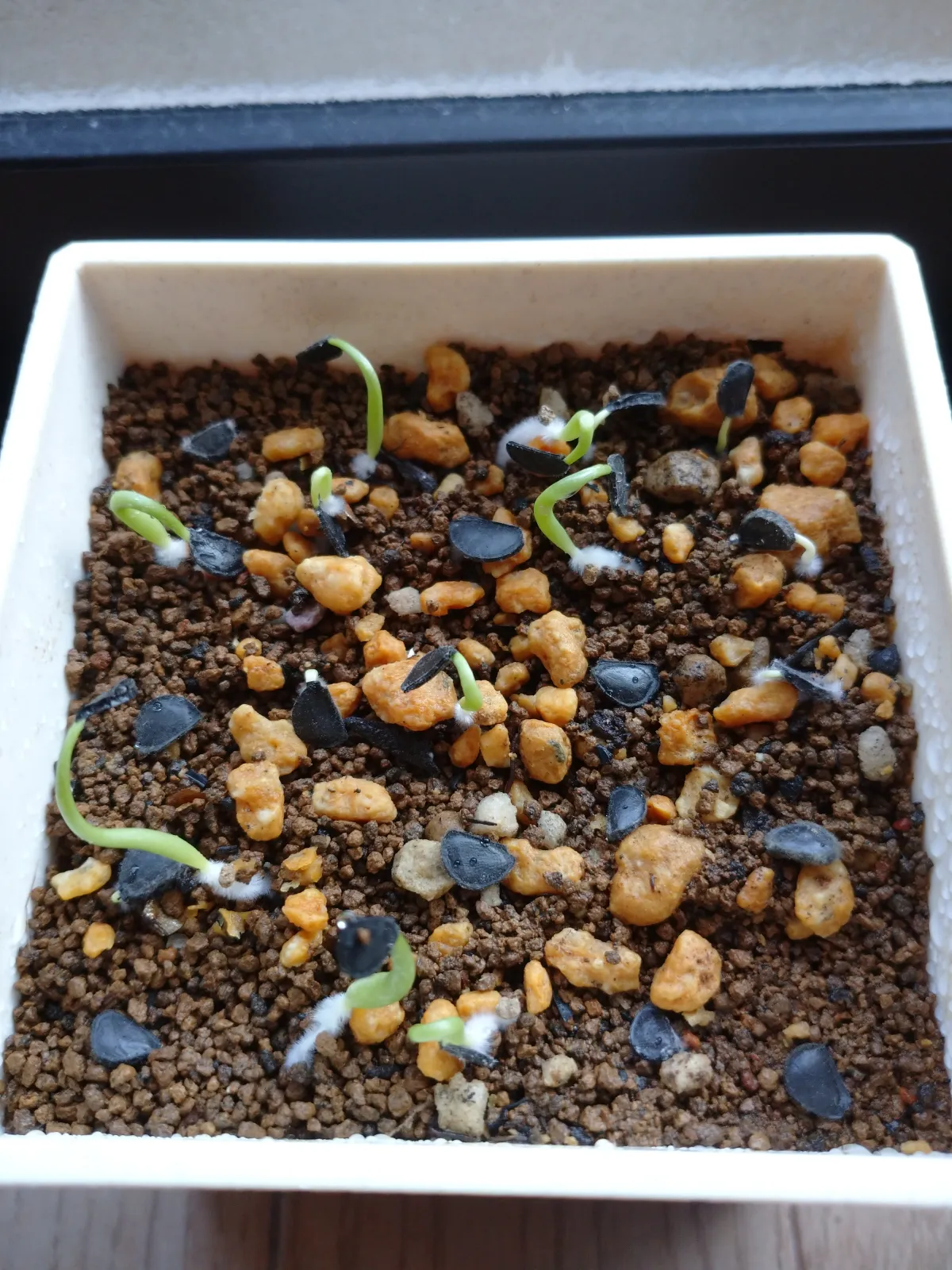 Agave colorata Mescal Ceniza (アガベ コロラータ)