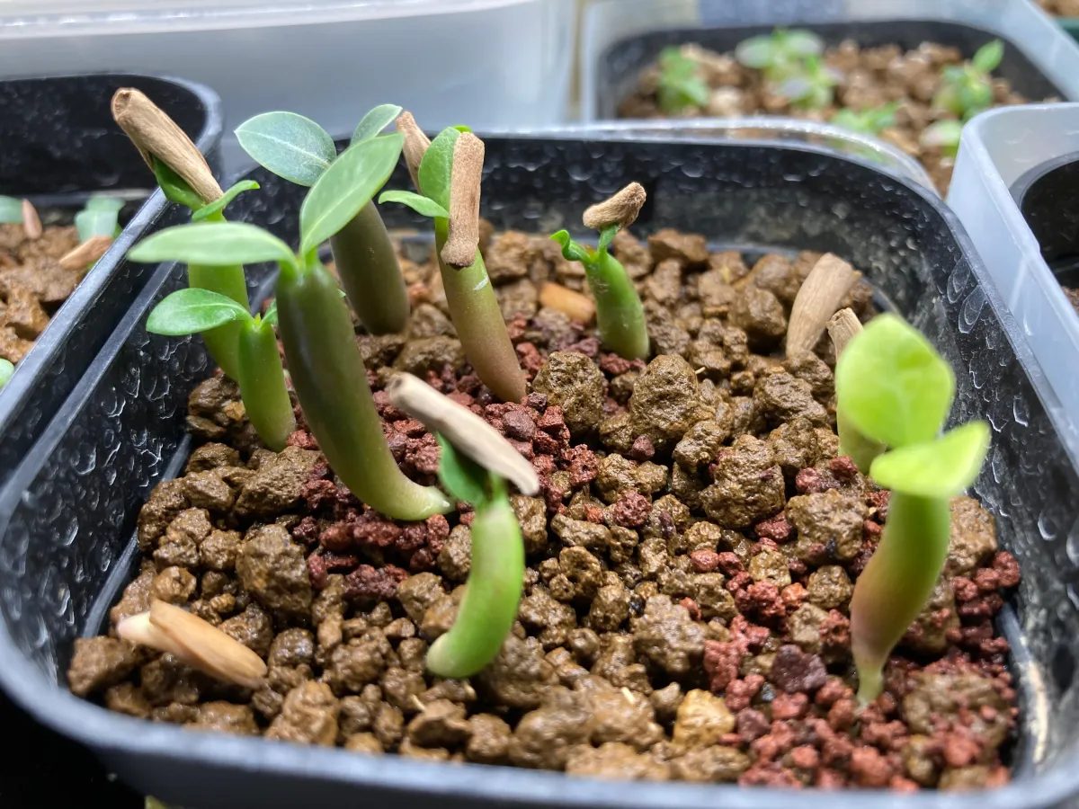 Adenium somalense (アデニウム ソマレンセ)