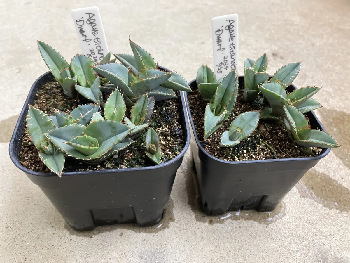 Agave titanota (アガベ チタノタ ドワーフ)