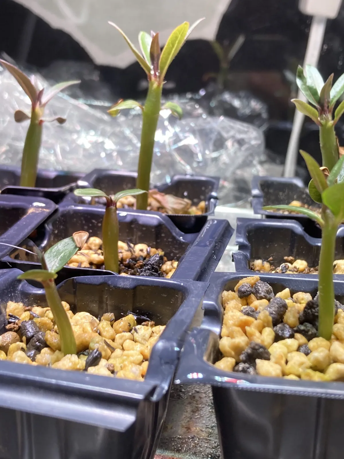 Pachypodium baronii (パキポディウム バロニー)