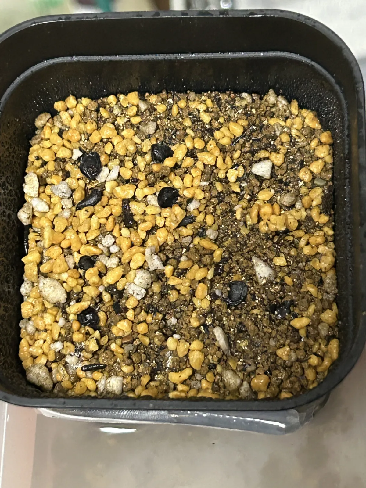 Albuca nelsonii (アルブカ ネルソニー)