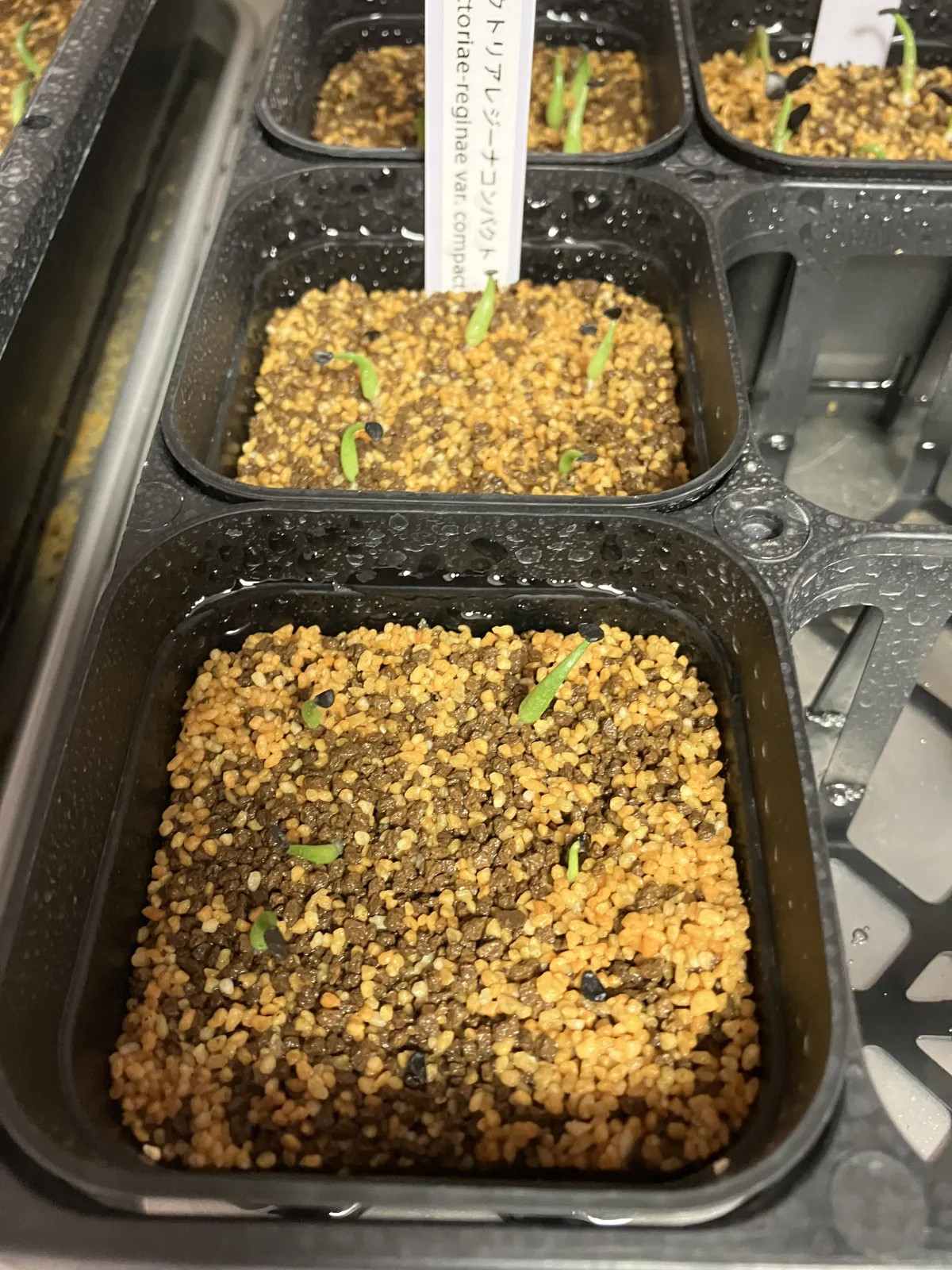 Agave victoriae-reginae Compacta (アガベ ビクトリアレジーナコンパクト)