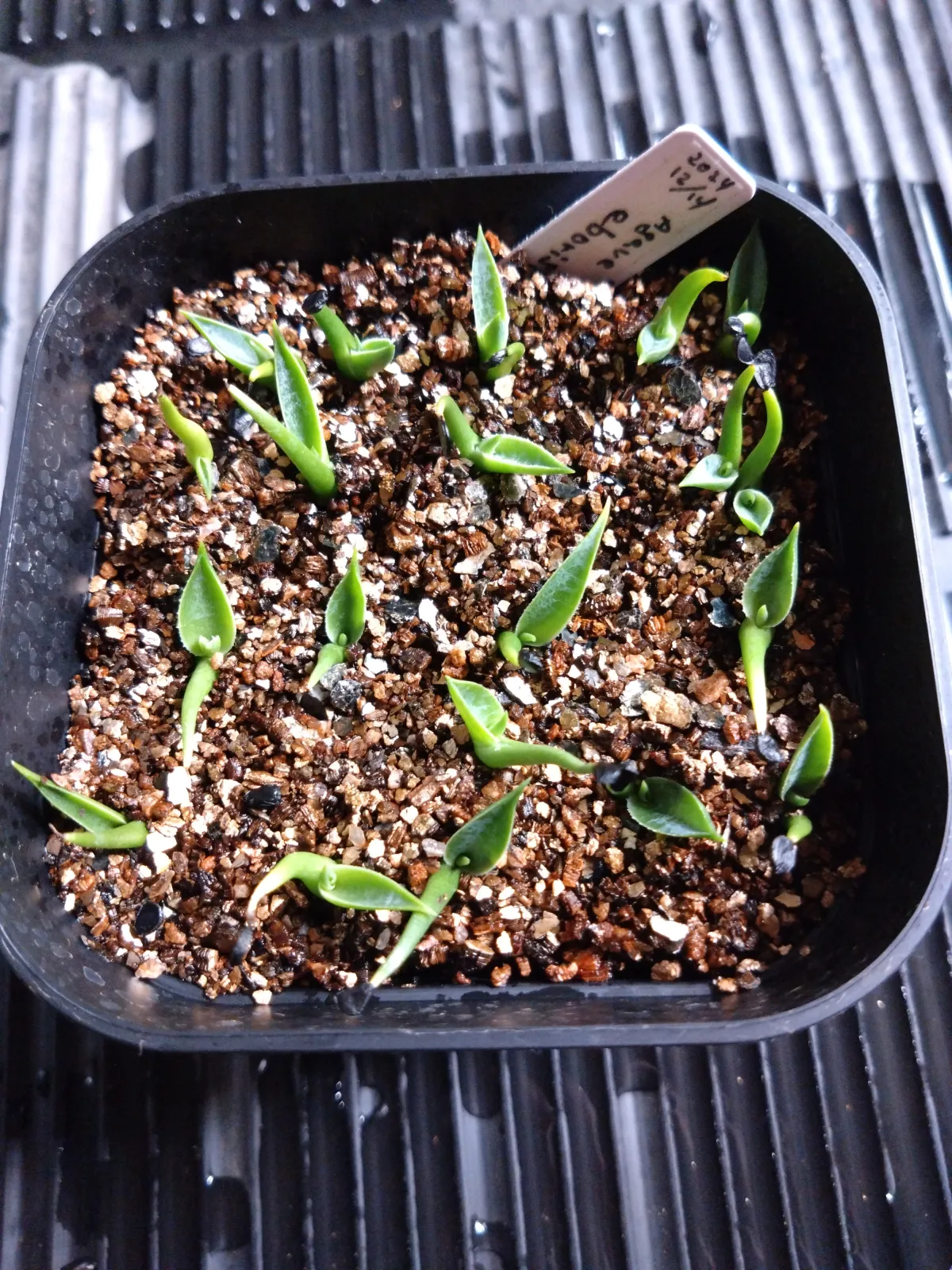 Agave utahensis var. eborispina (アガベ エボリスピナ)