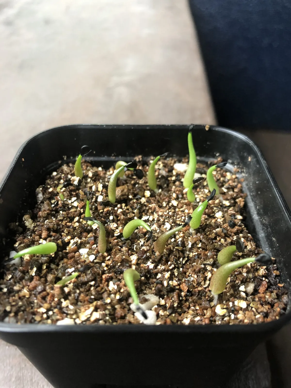 Agave oteroi (アガベ オテロイ)