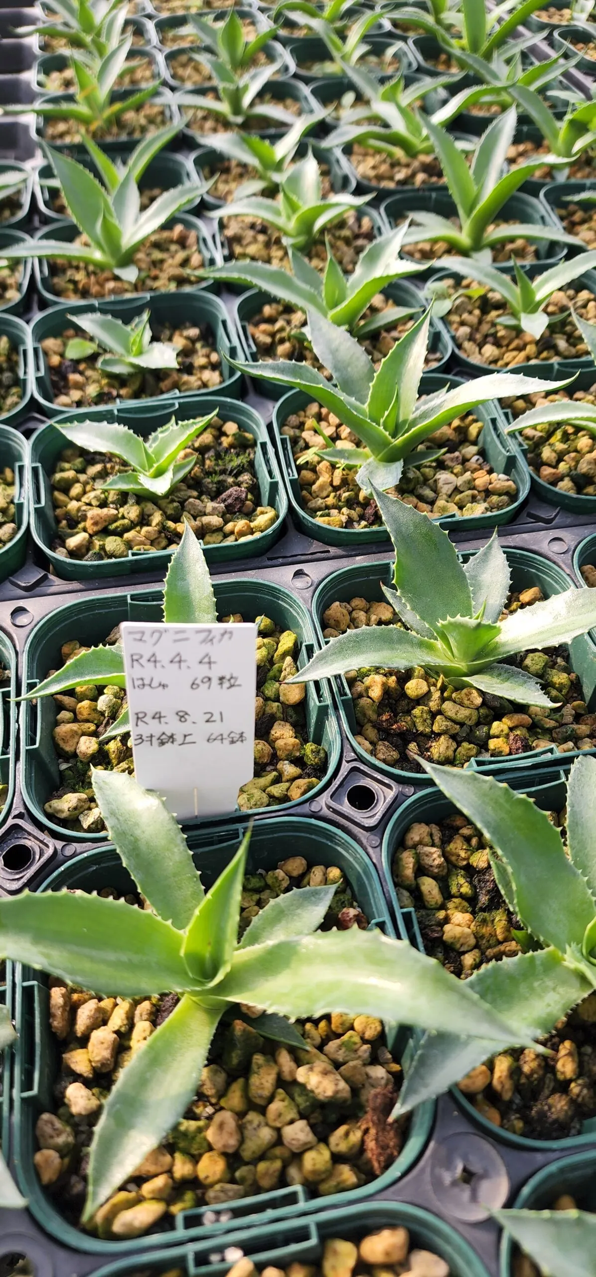 Agave salomonii Magnifica (アガベ マグニフィカ)