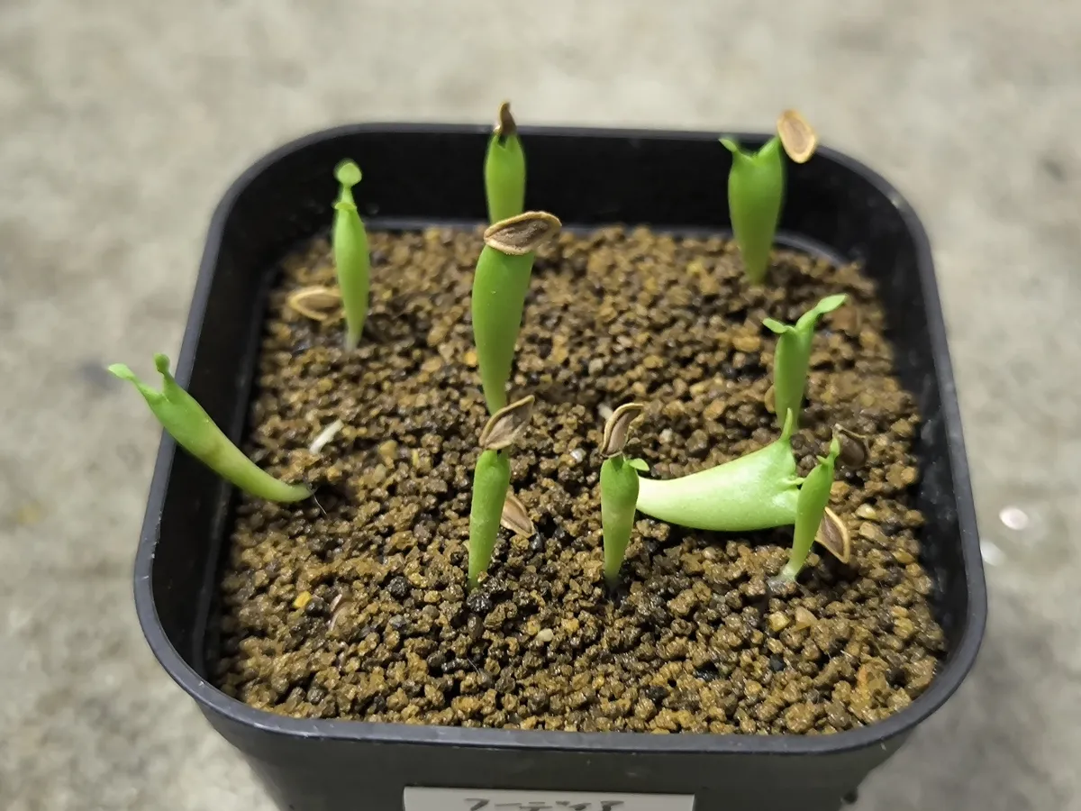 Hoodia currorii subsp. lugardii (フーディア ルガルディ)