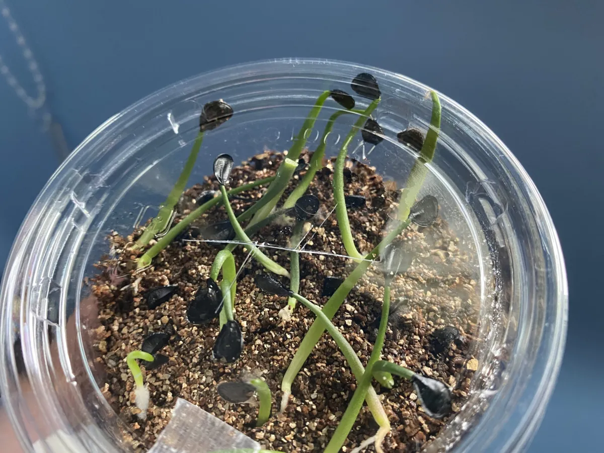 Agave parryi var. truncata (アガベ パリー トランカータ)