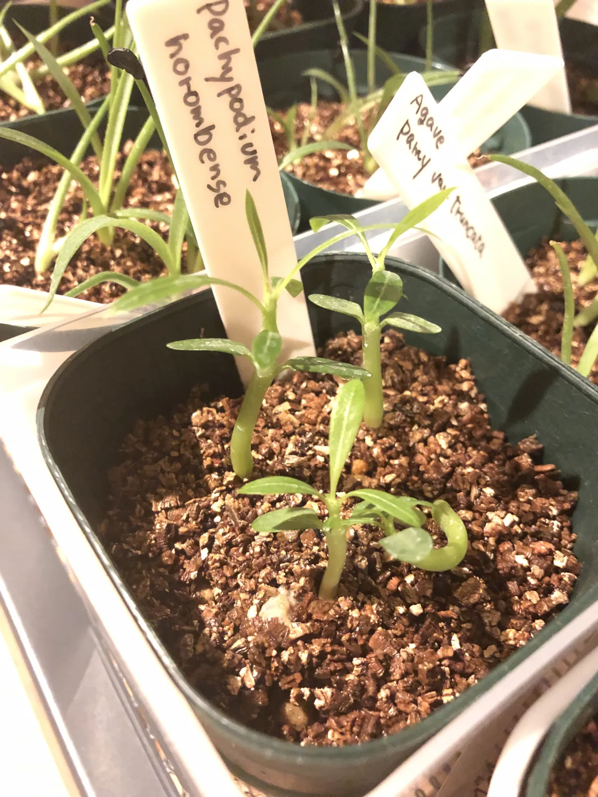 Pachypodium horombense (パキポディウム ホロンベンセ)