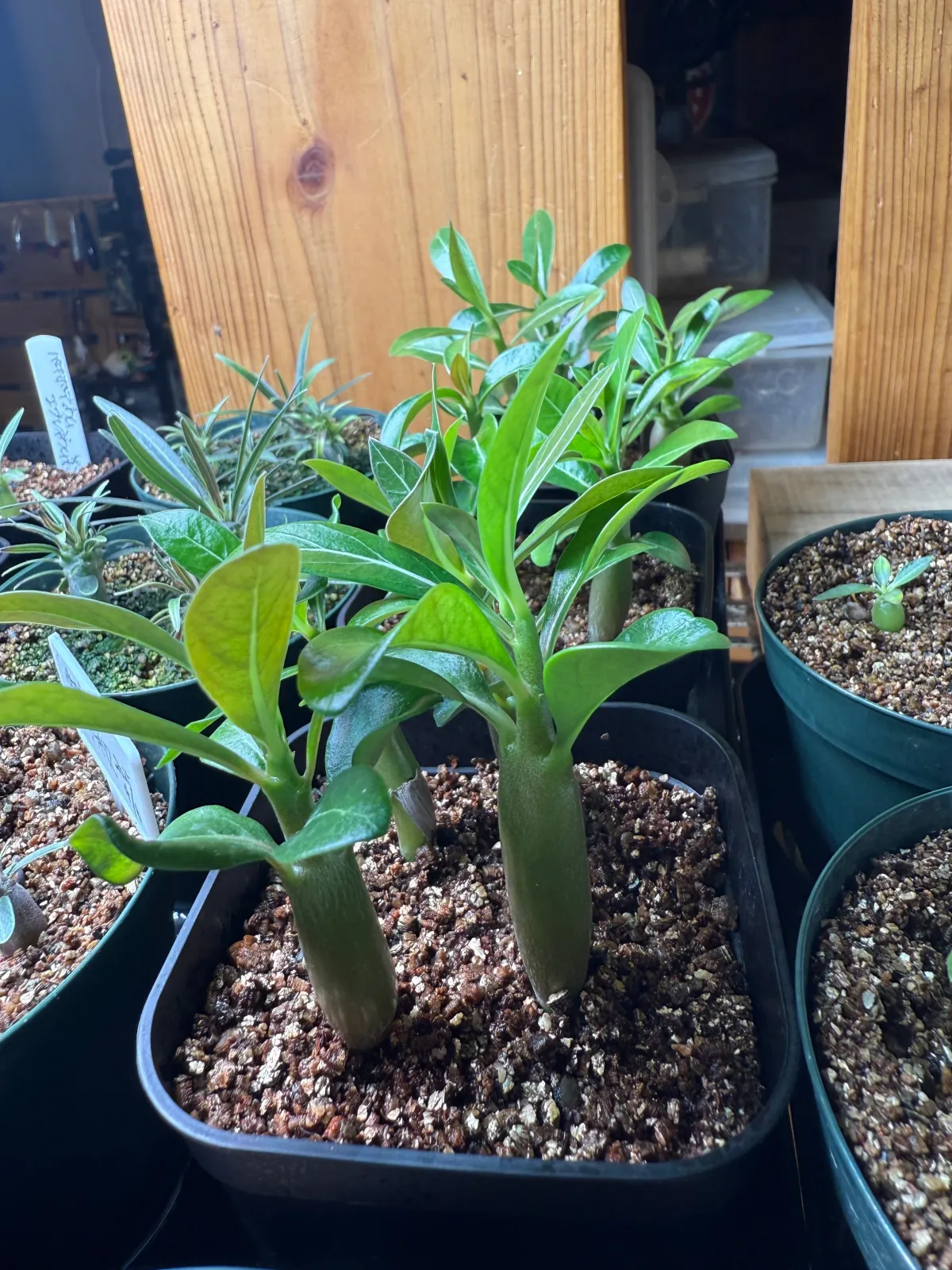 Adenium obesum (アデニウム オベスム)