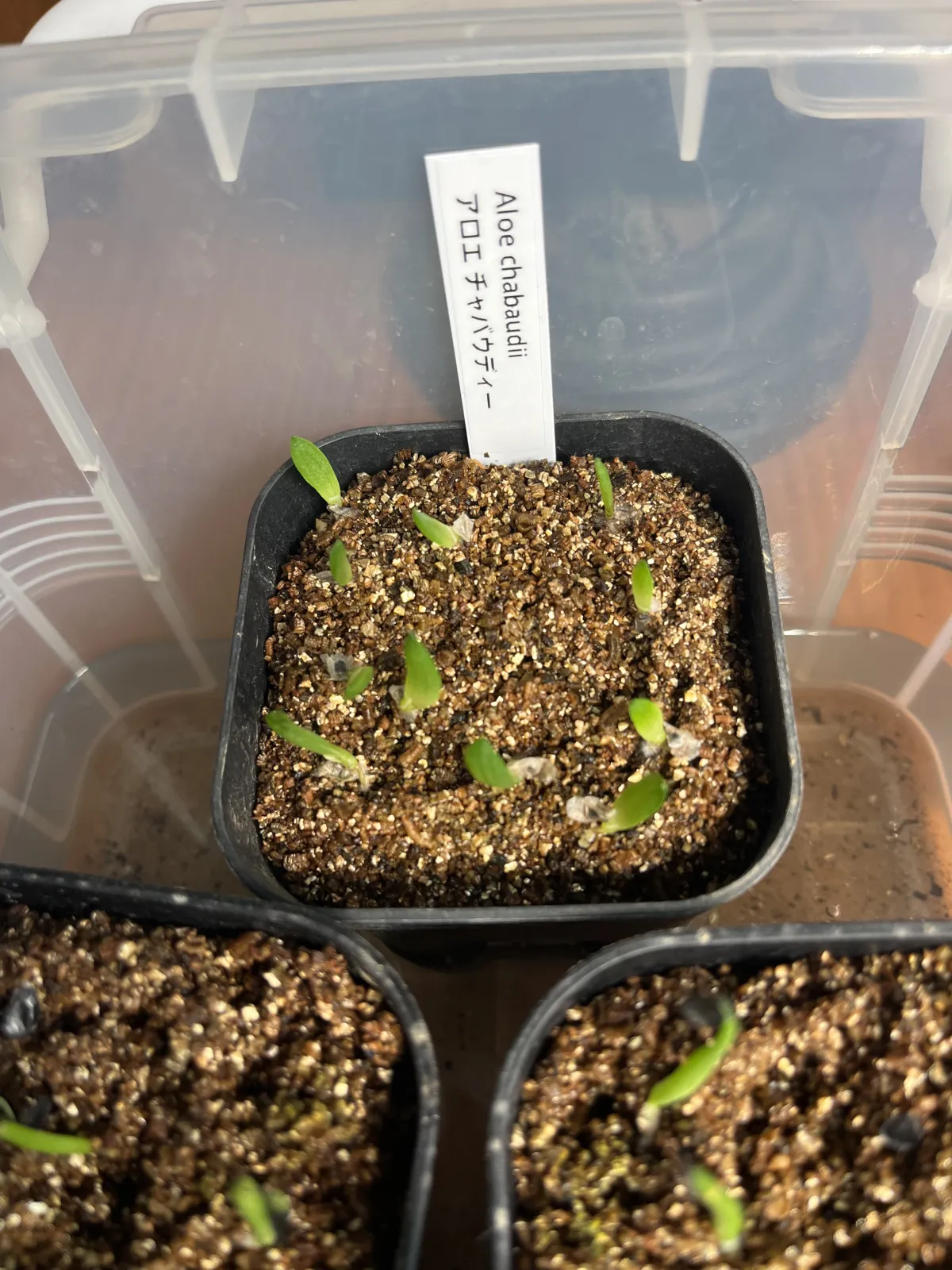 Aloe chabaudii (アロエ チャバウディー)