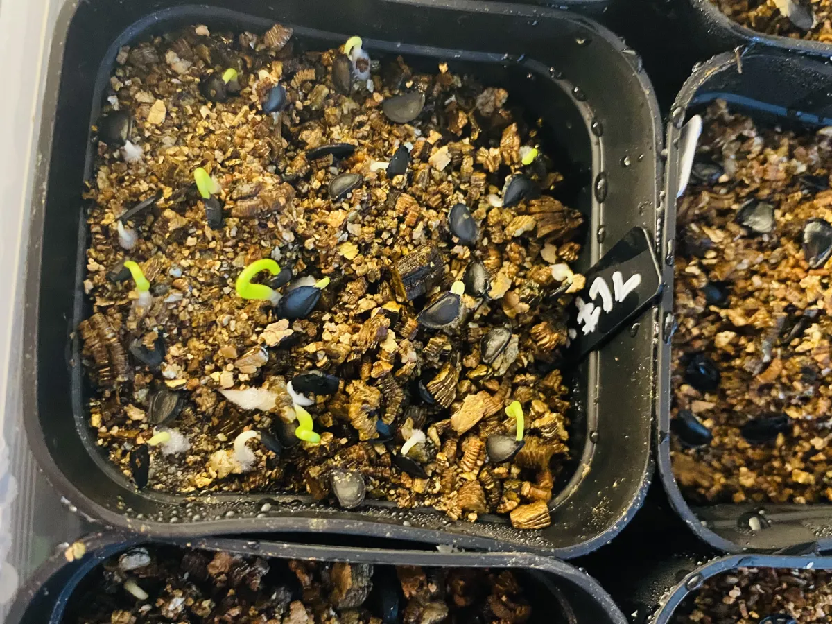 Agave flexispina (アガベ フレキシスピナ)