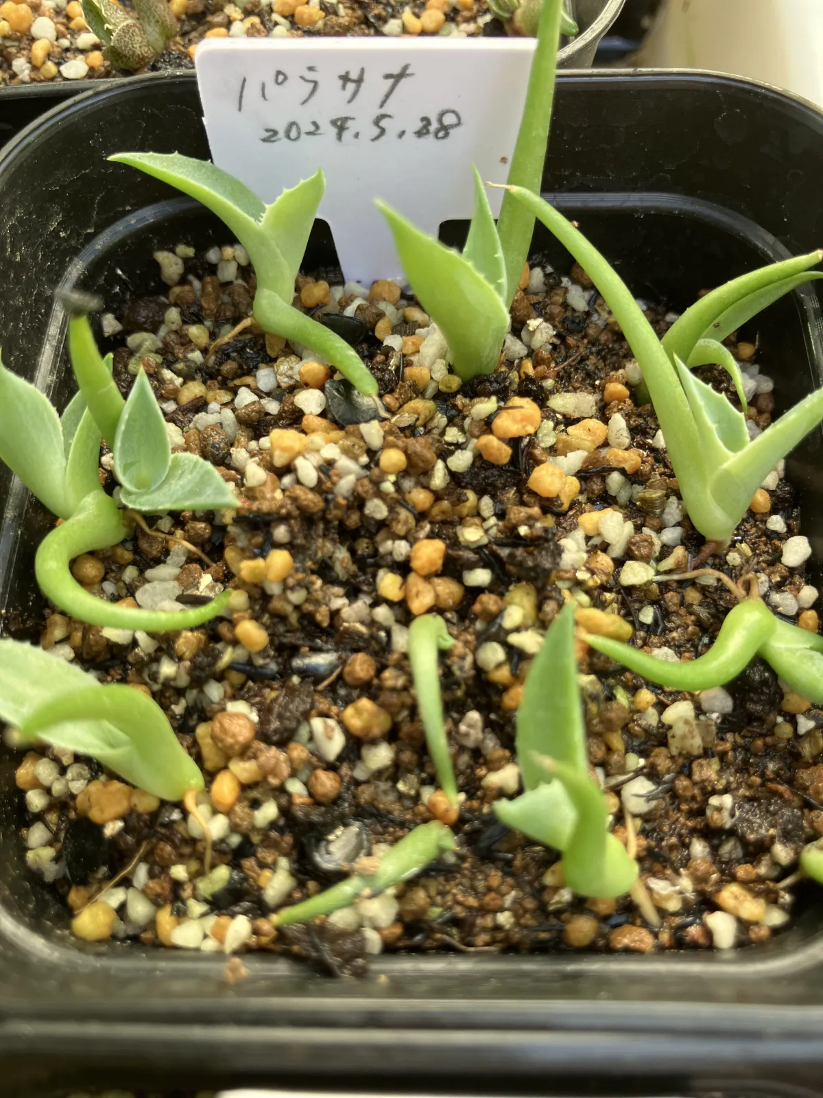 Agave parrasana (アガベ パラサナ)