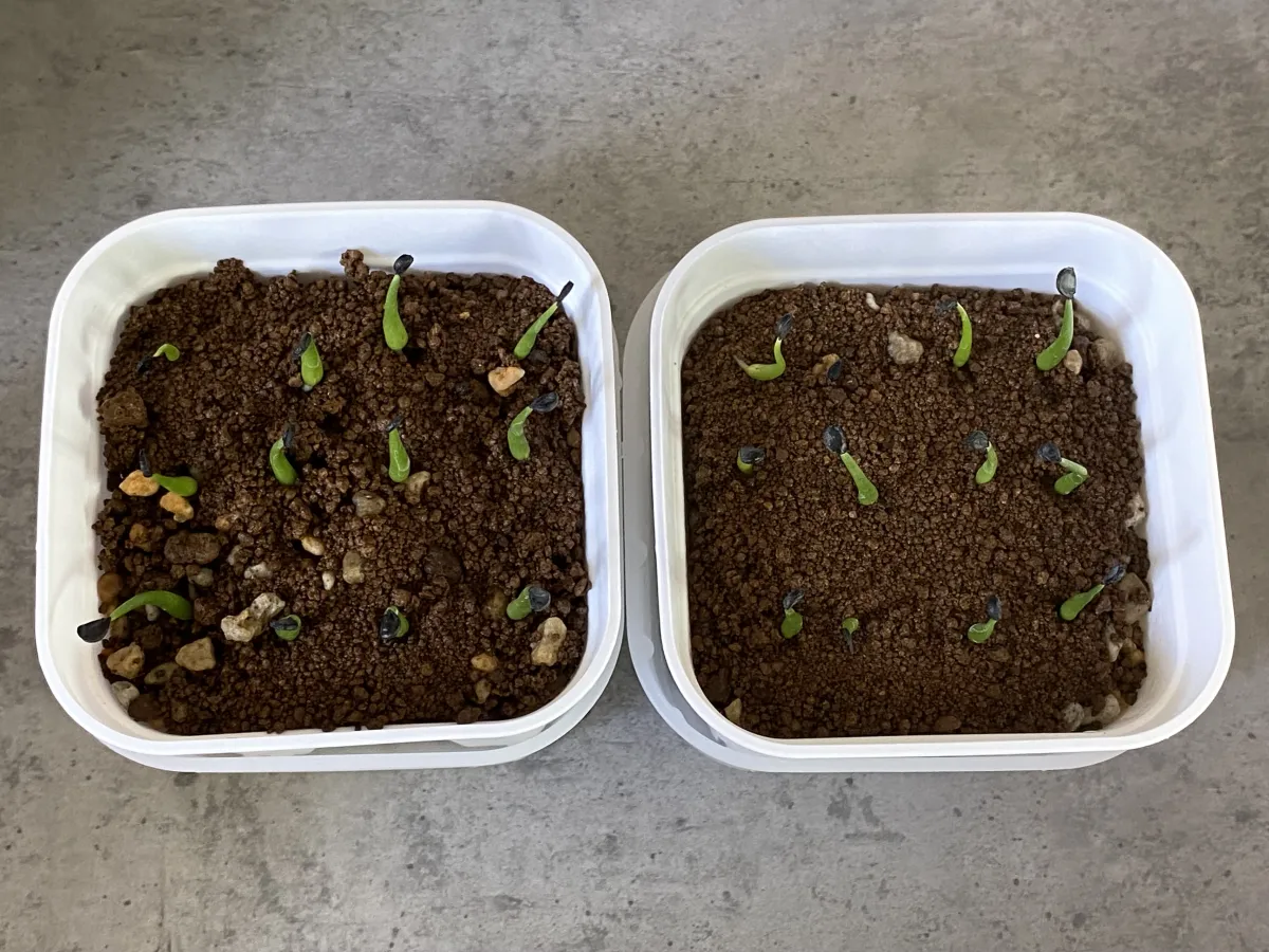 Agave utahensis var. eborispina 'Vegas' (アガベ エボリスピナ ヴェガス)