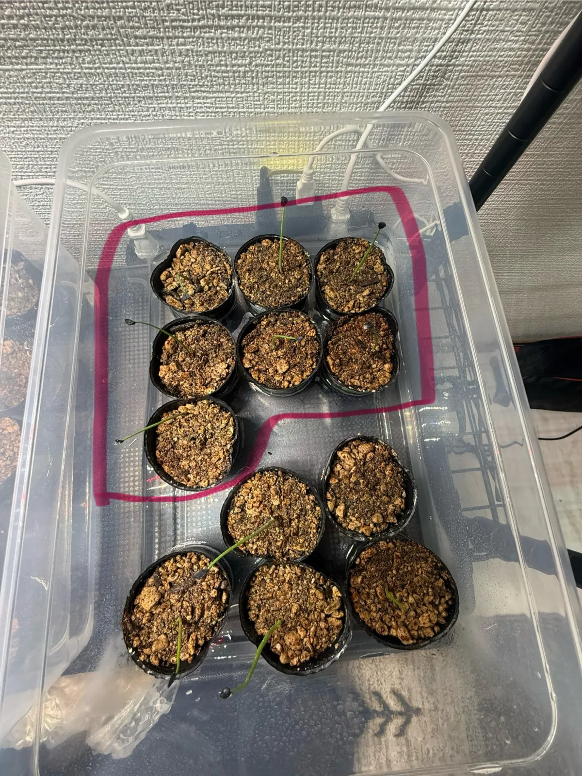 Agave guadalajarana (アガベ グアダラハラナ)