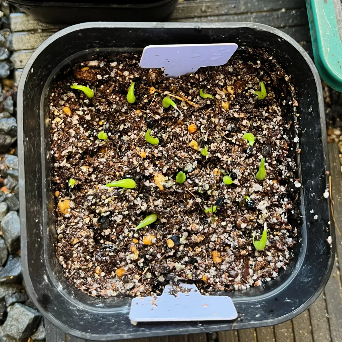 Agave oteroi (アガベ オテロイ)