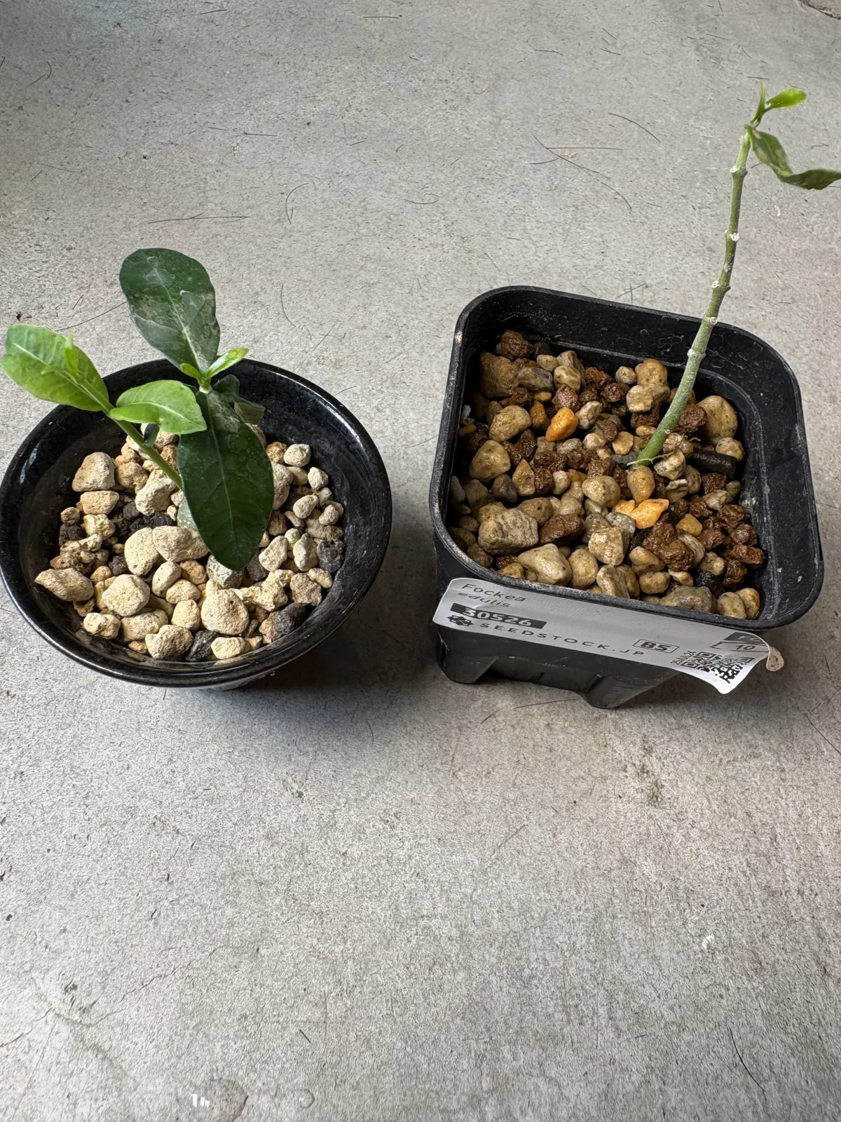 Fockea edulis (フォッケア 火星人)