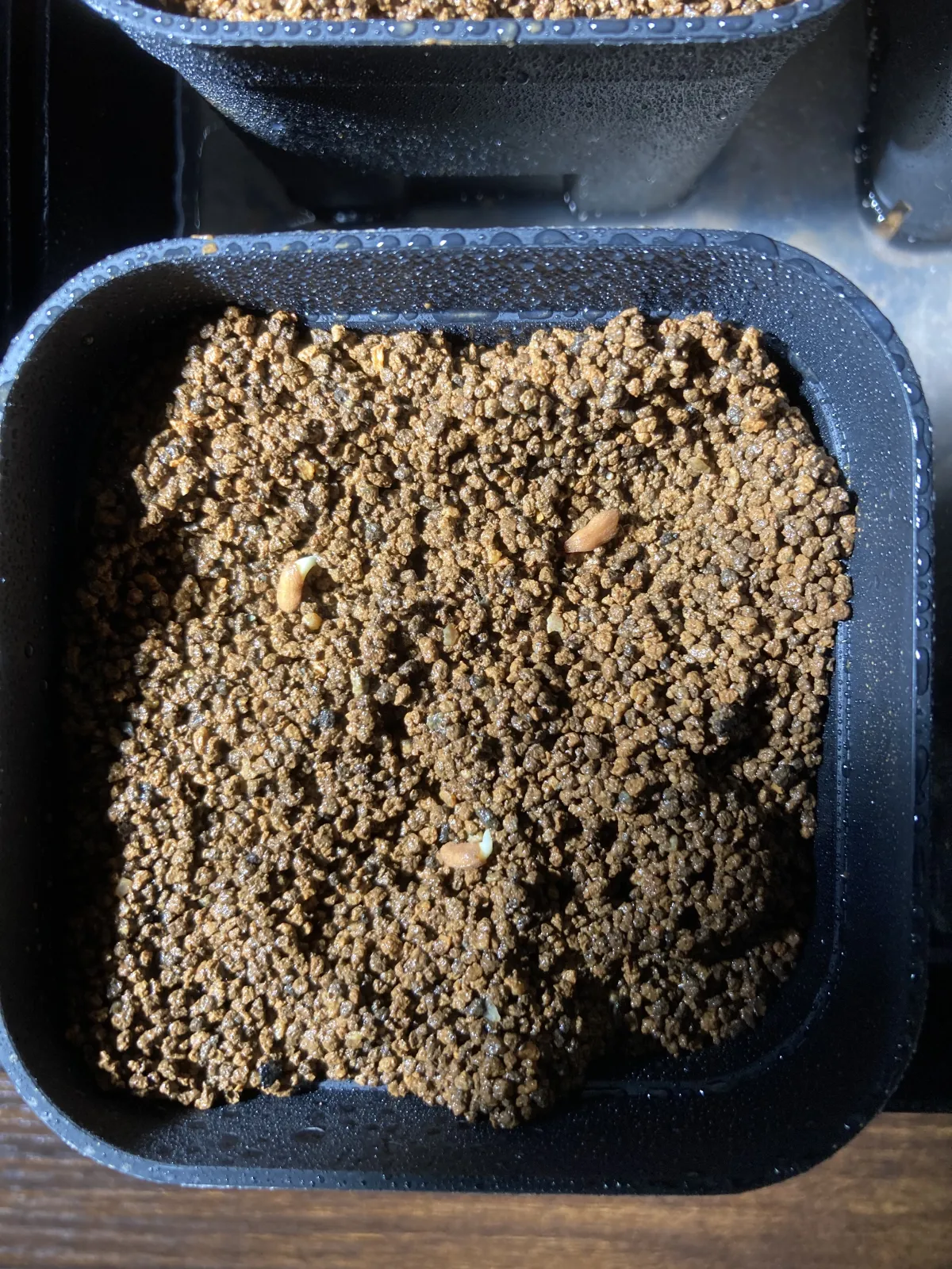 Pachypodium bispinosum (パキポディウム ビスピノーサム)