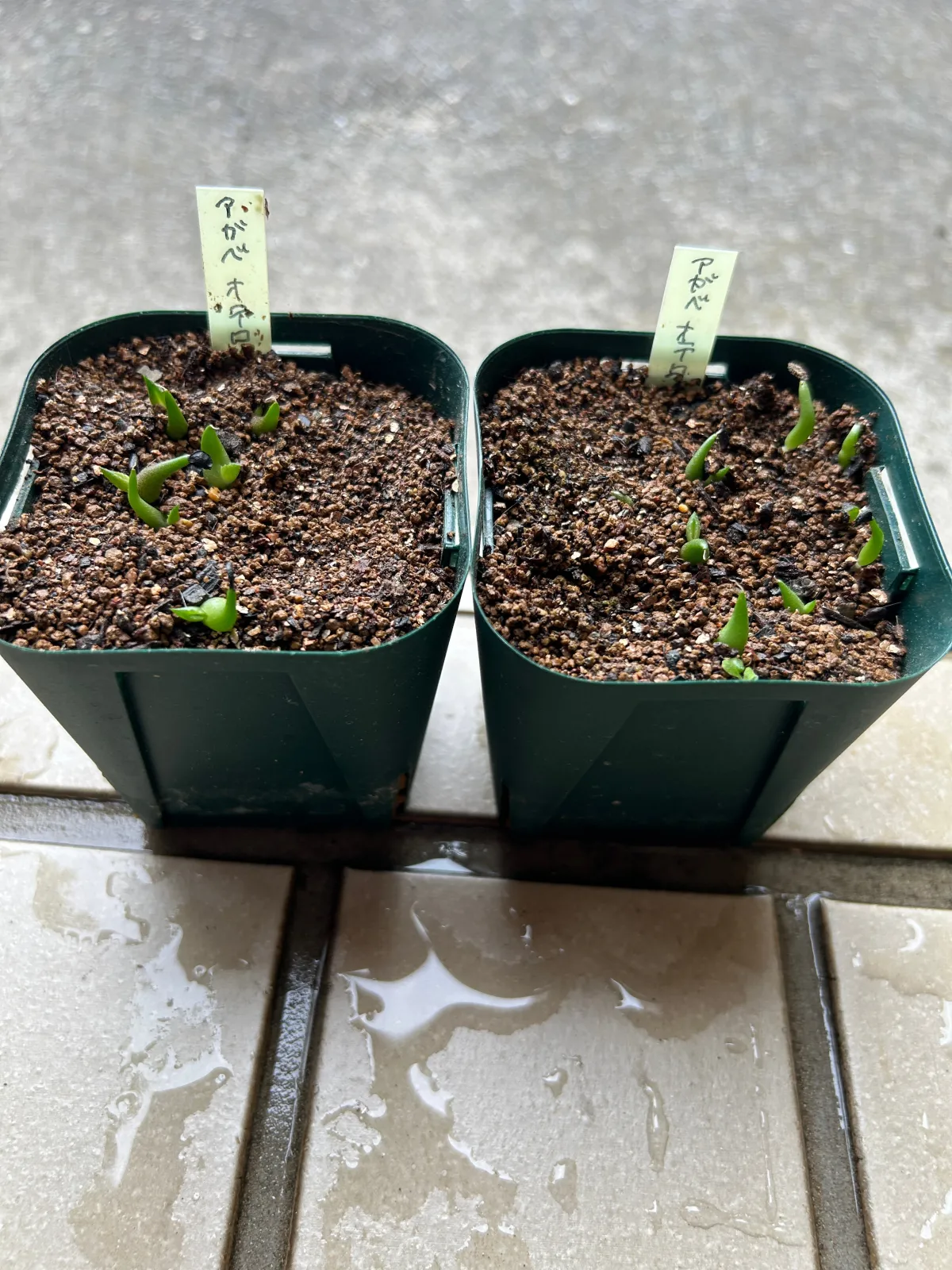 Agave oteroi (アガベ オテロイ)