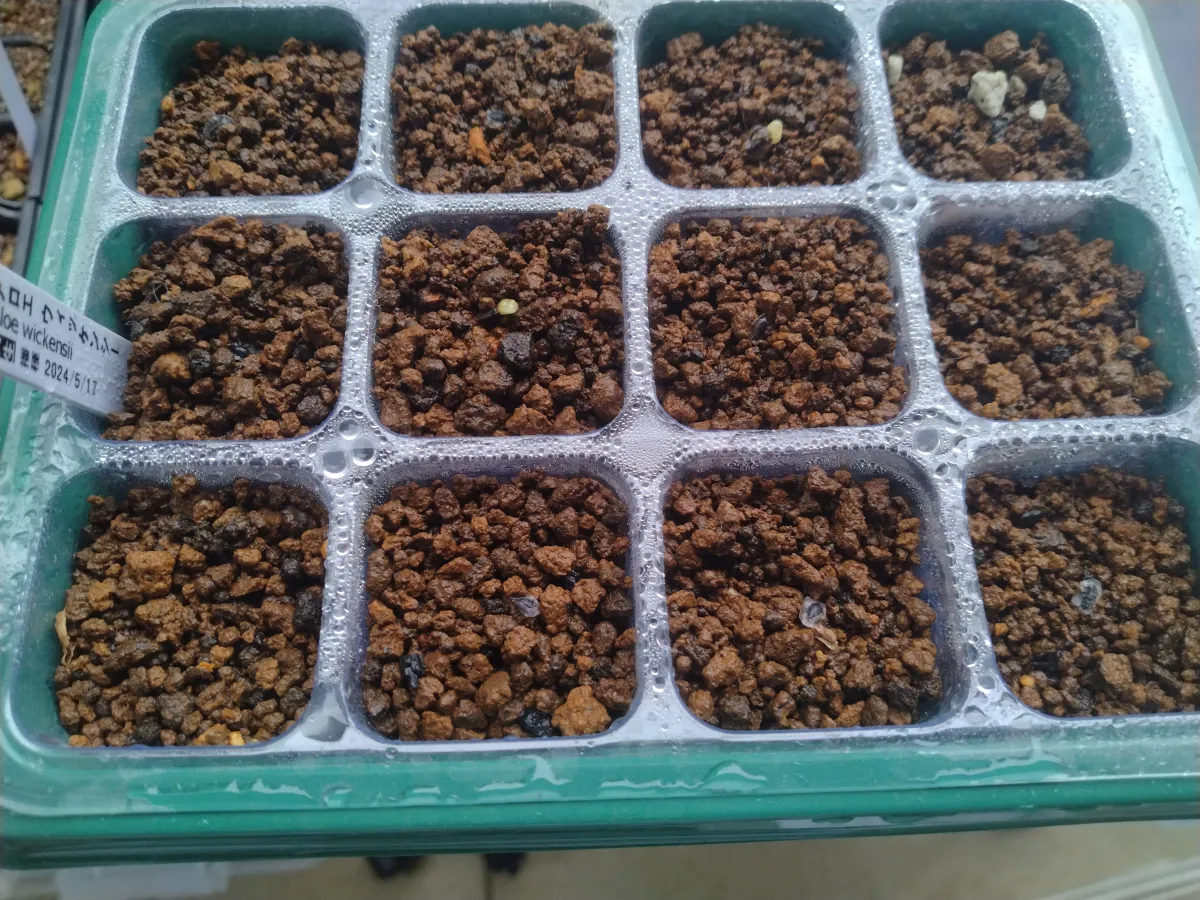 Aloe wickensii (アロエ ウィッケンシー)