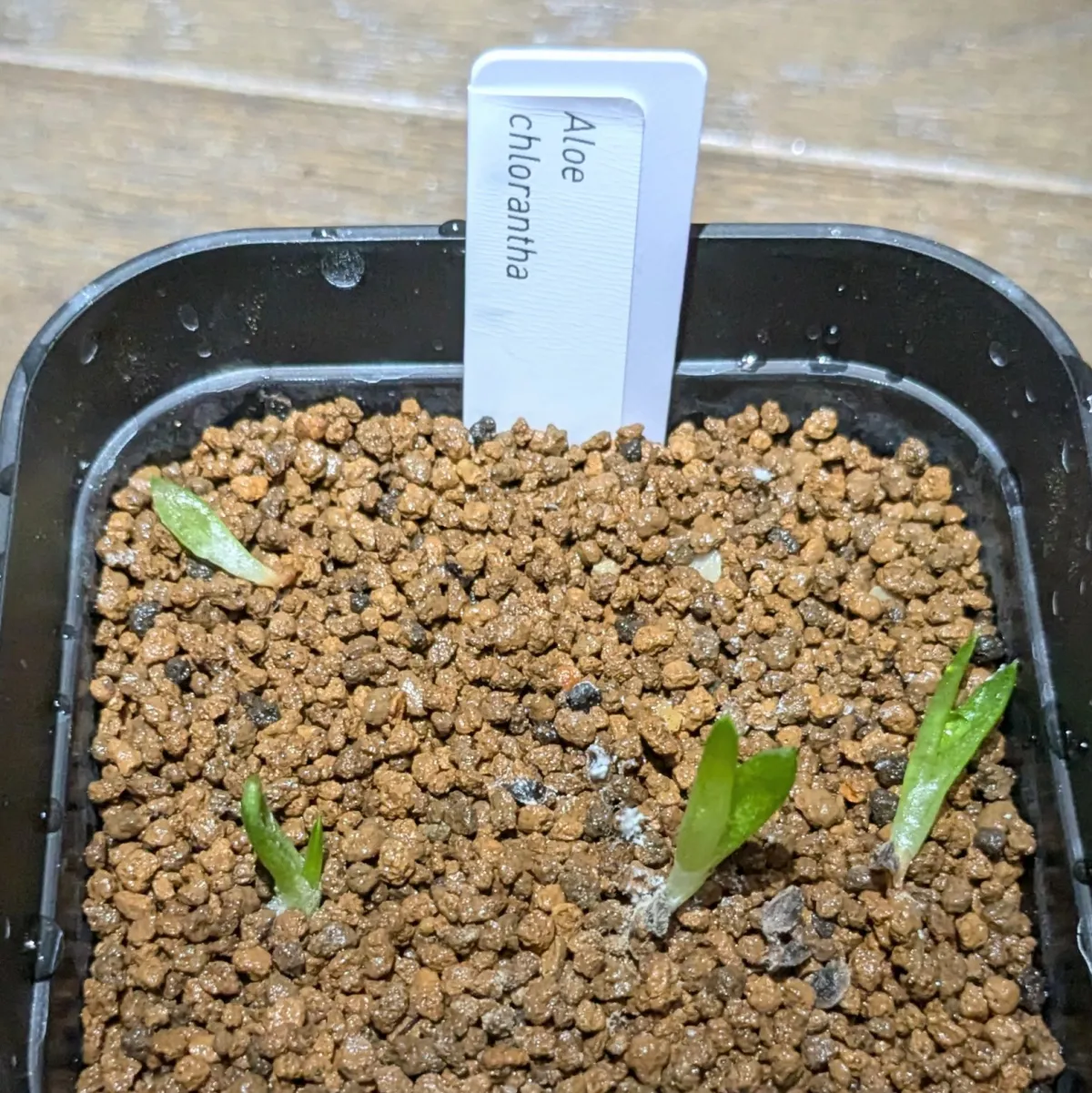 Aloe chlorantha (アロエ クロランサ)