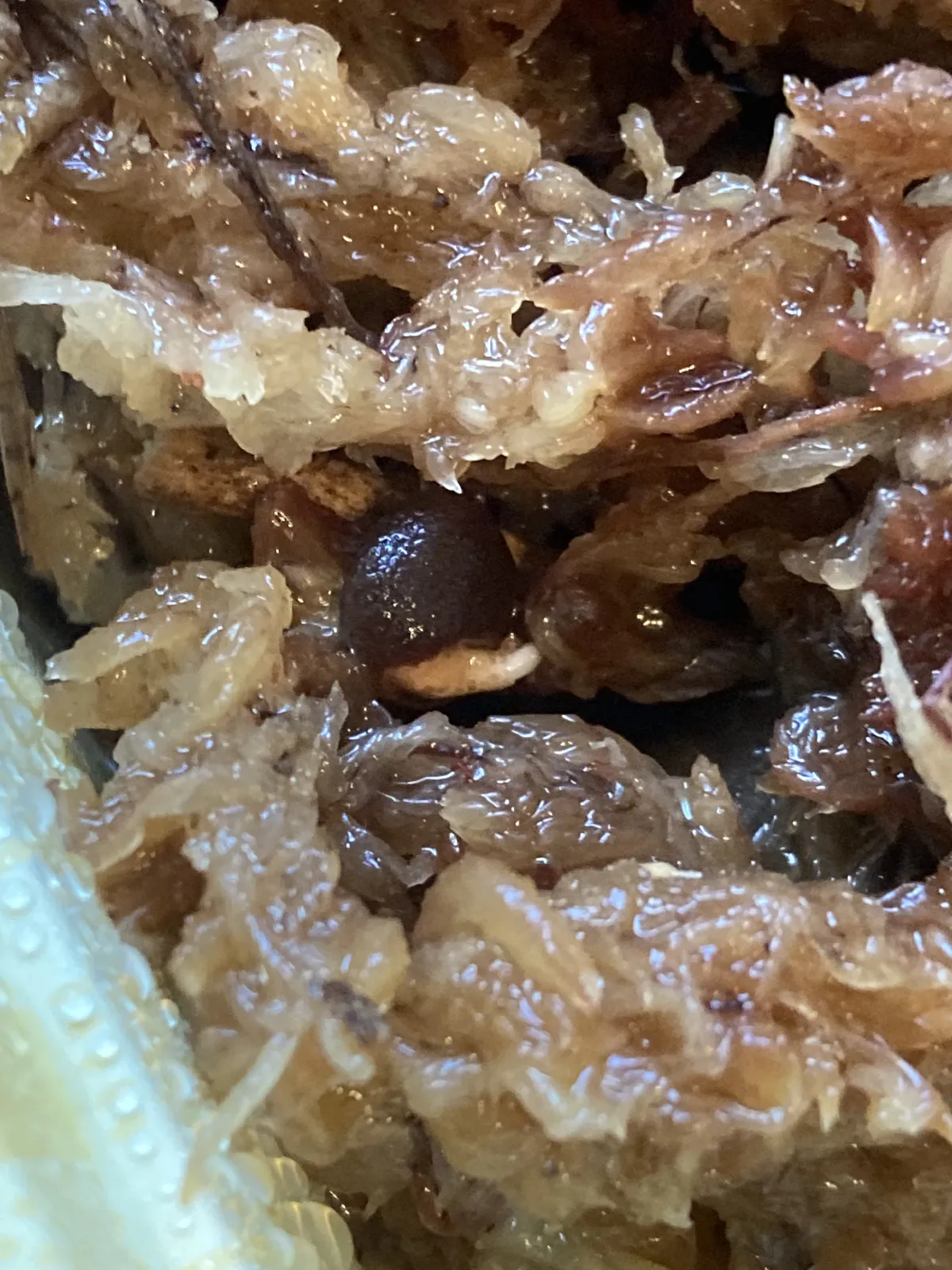 Operculicarya pachypus (オペルクリカリア パキプス)