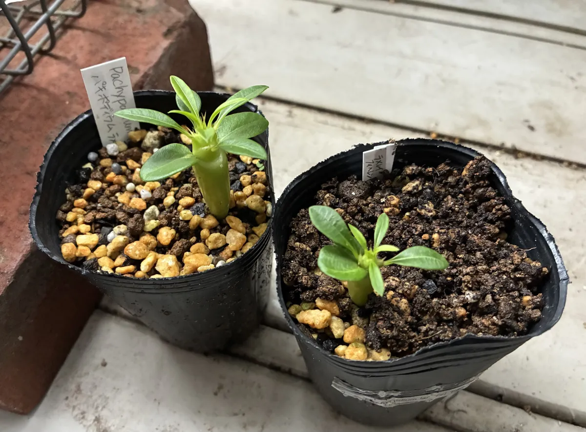 Pachypodium lamerei var. fiherenense (パキポディウム フィヘレンセ)