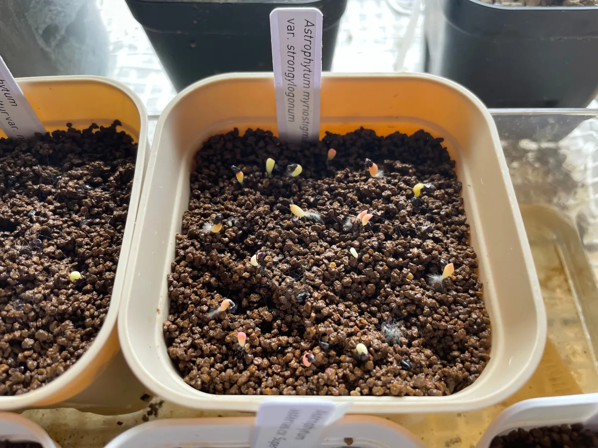 Astrophytum myriostigma var. strongylogonum (アストロフィツム ストロンギロゴナム)