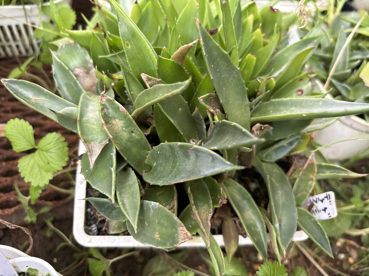 Agave durangensis (アガベ ドゥランジェンシス)