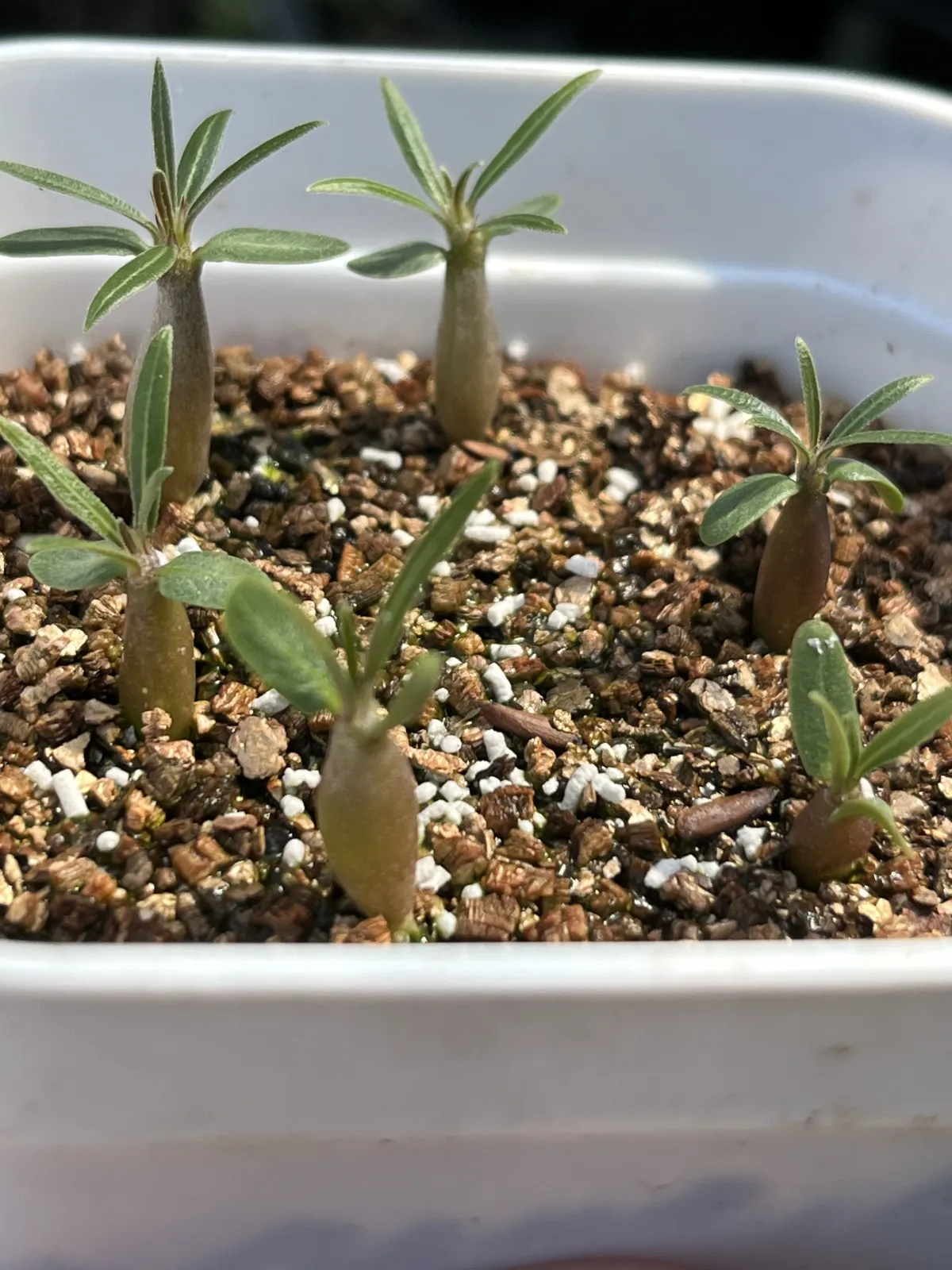 Pachypodium rosulatum var. gracilius (パキポディウム グラキリス)