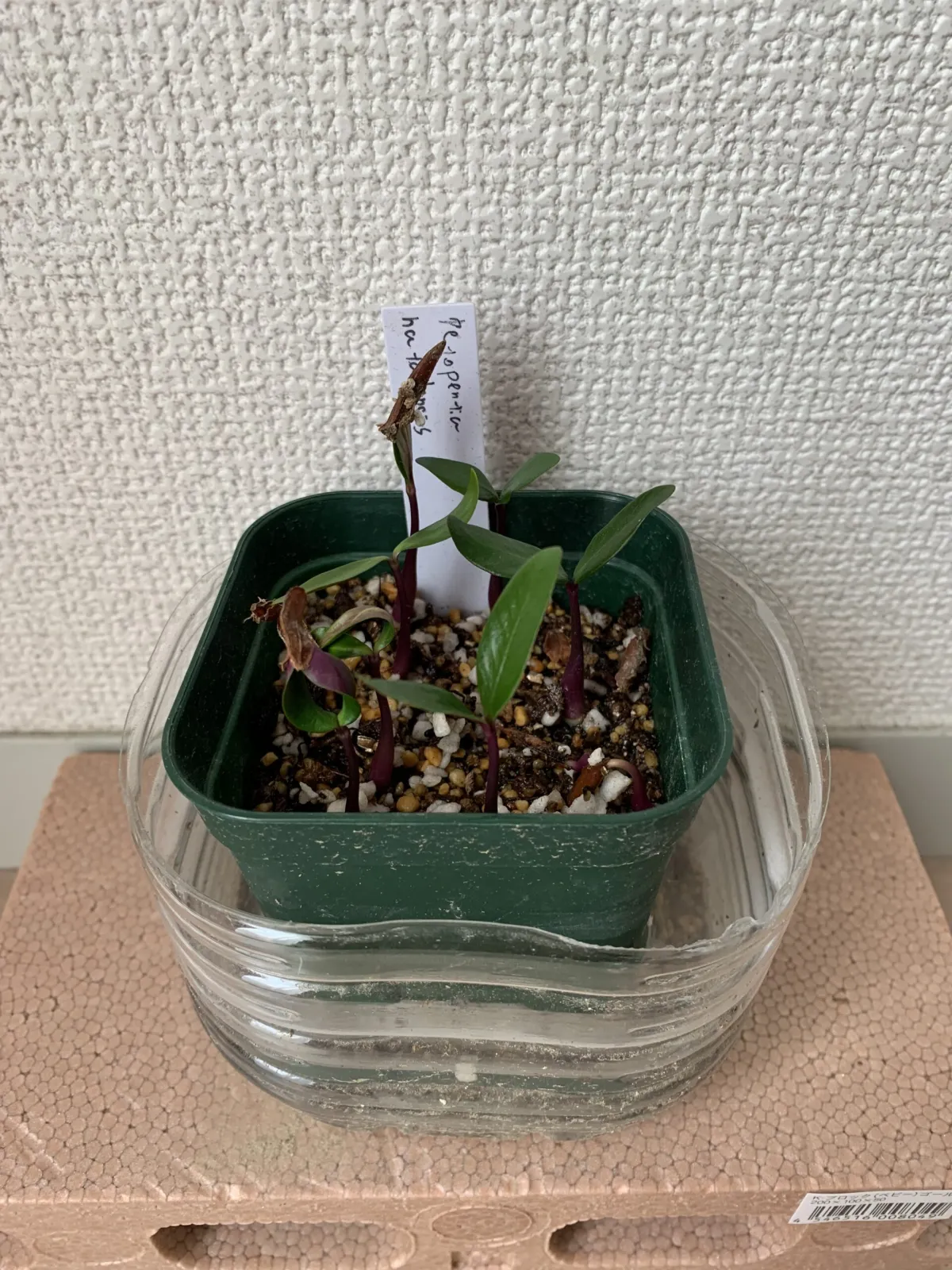 Petopentia natalensis (ペトペンチア ナタレンシス)