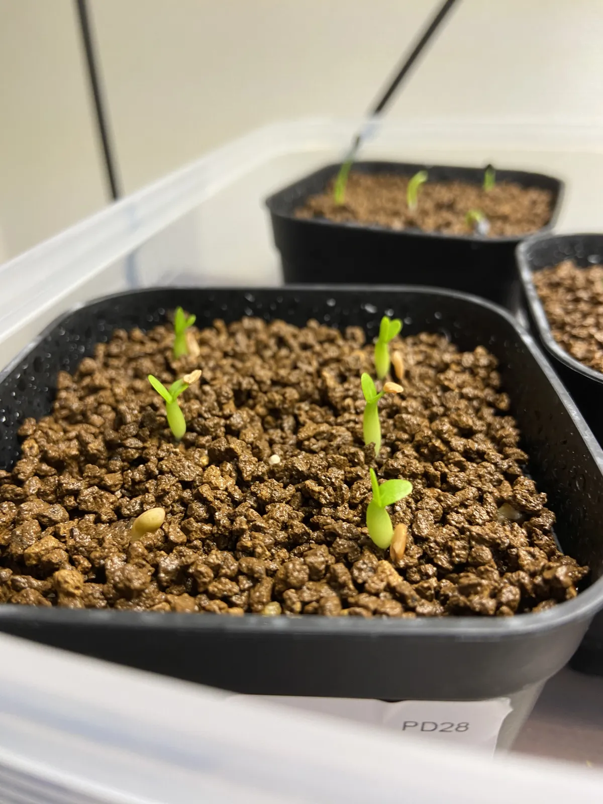 Pachypodium enigmaticum (パキポディウム エニグマチカム)