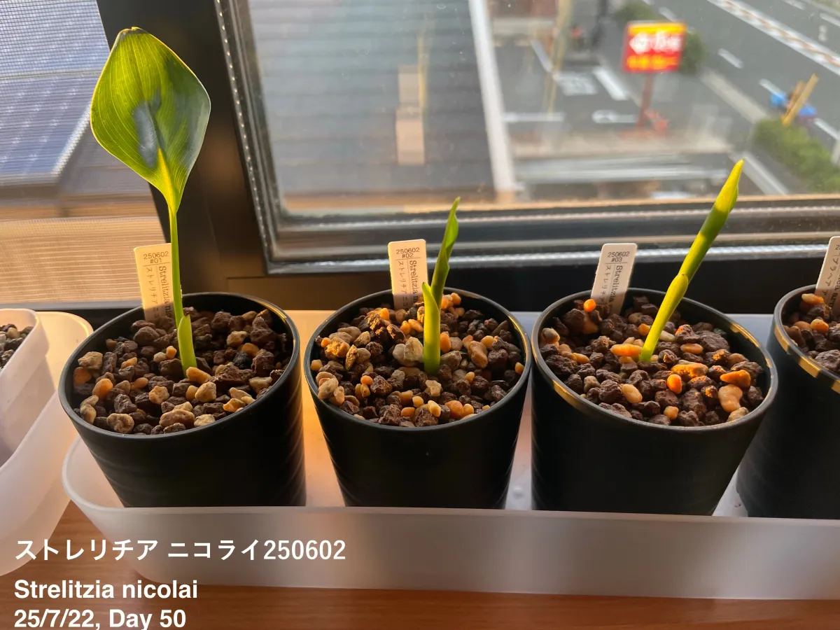 Strelitzia nicolai (ストレリチア ニコライ)