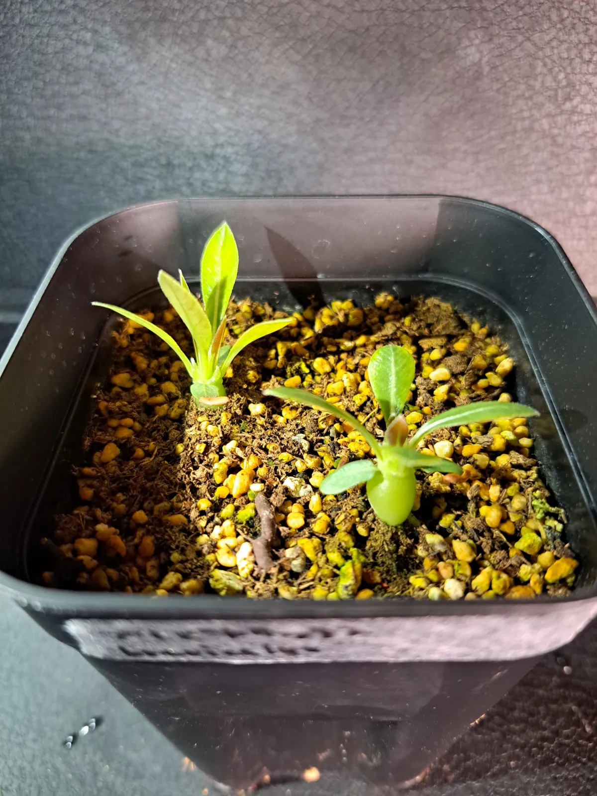 Pachypodium densiflorum var. brevicalyx (パキポディウム ブレビカリックス)