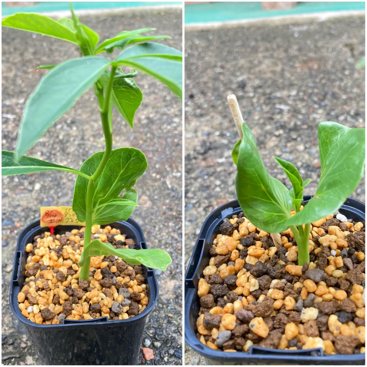 Adansonia gregorii (アダンソニア（バオバブ）グレゴリー)