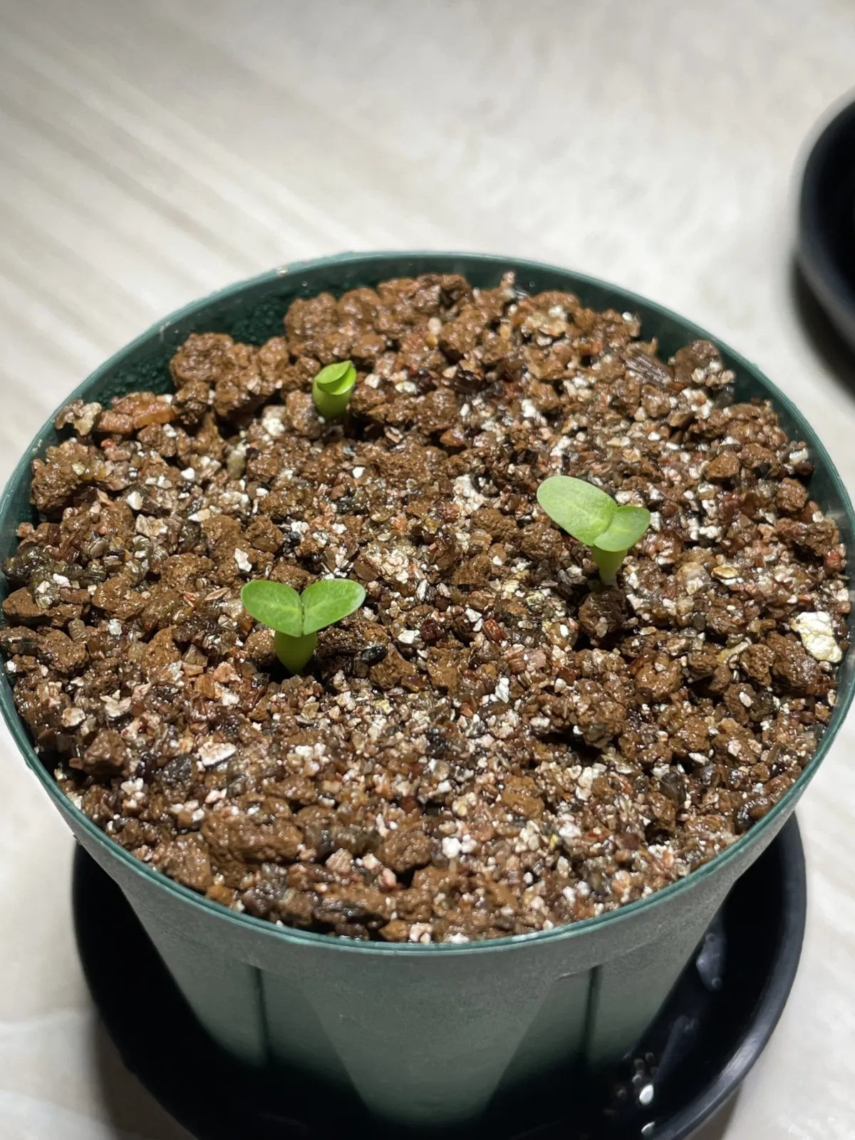 Pachypodium brevicaule subsp. leucoxanthum (パキポディウム レウコキサンツム)