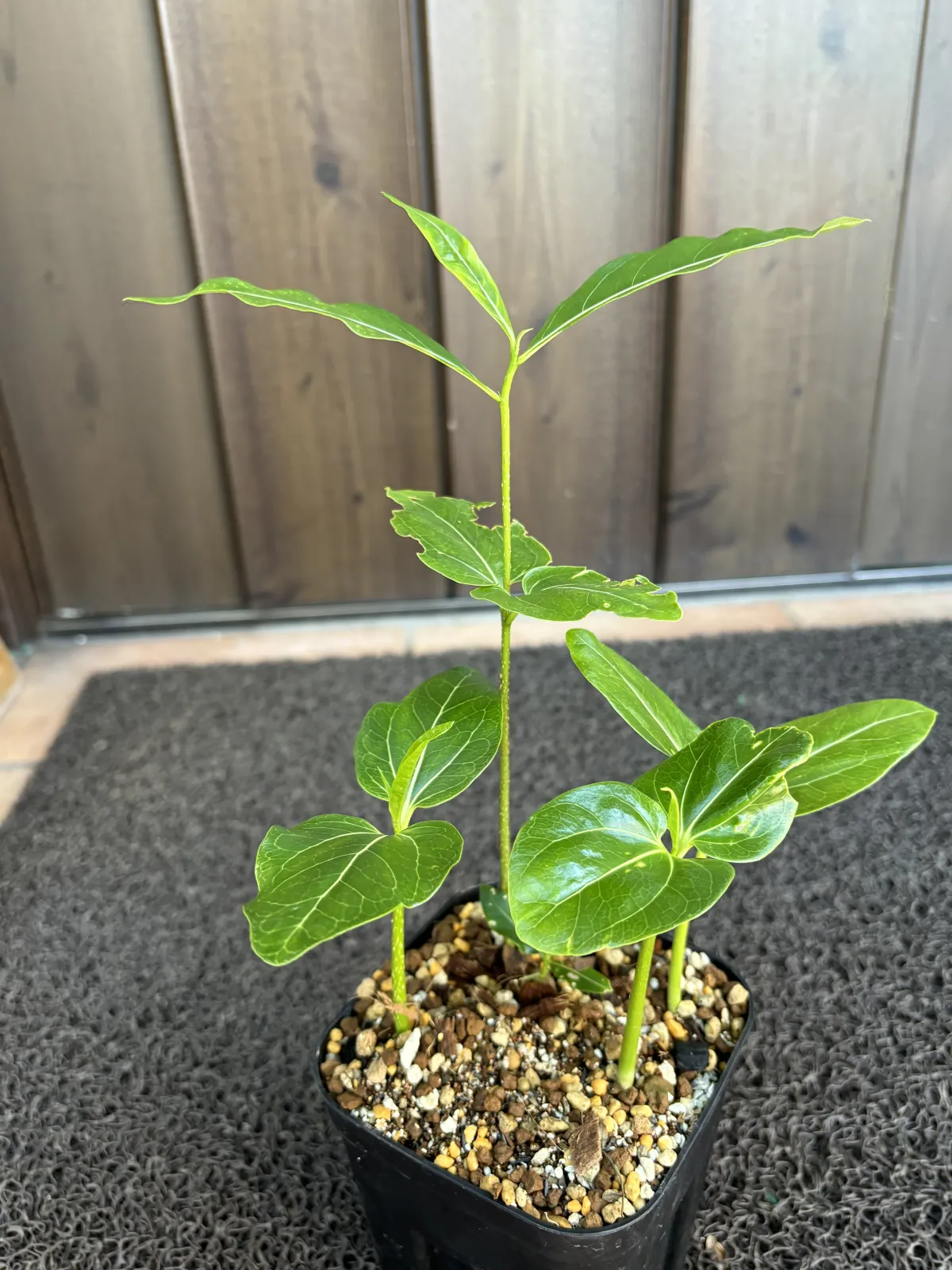 Adansonia za (アダンソニア（バオバブ） ザ)