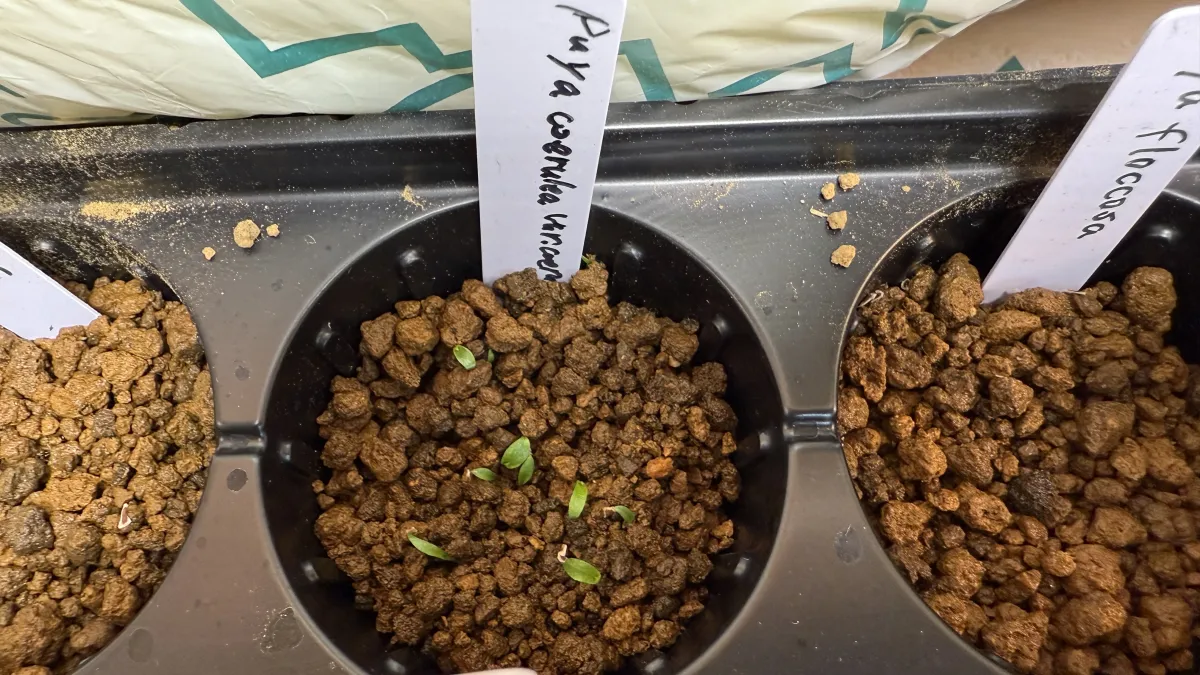 Puya coerulea var. coerulea Silver Puya, Pink Torch Puya (プヤ セルーレア)