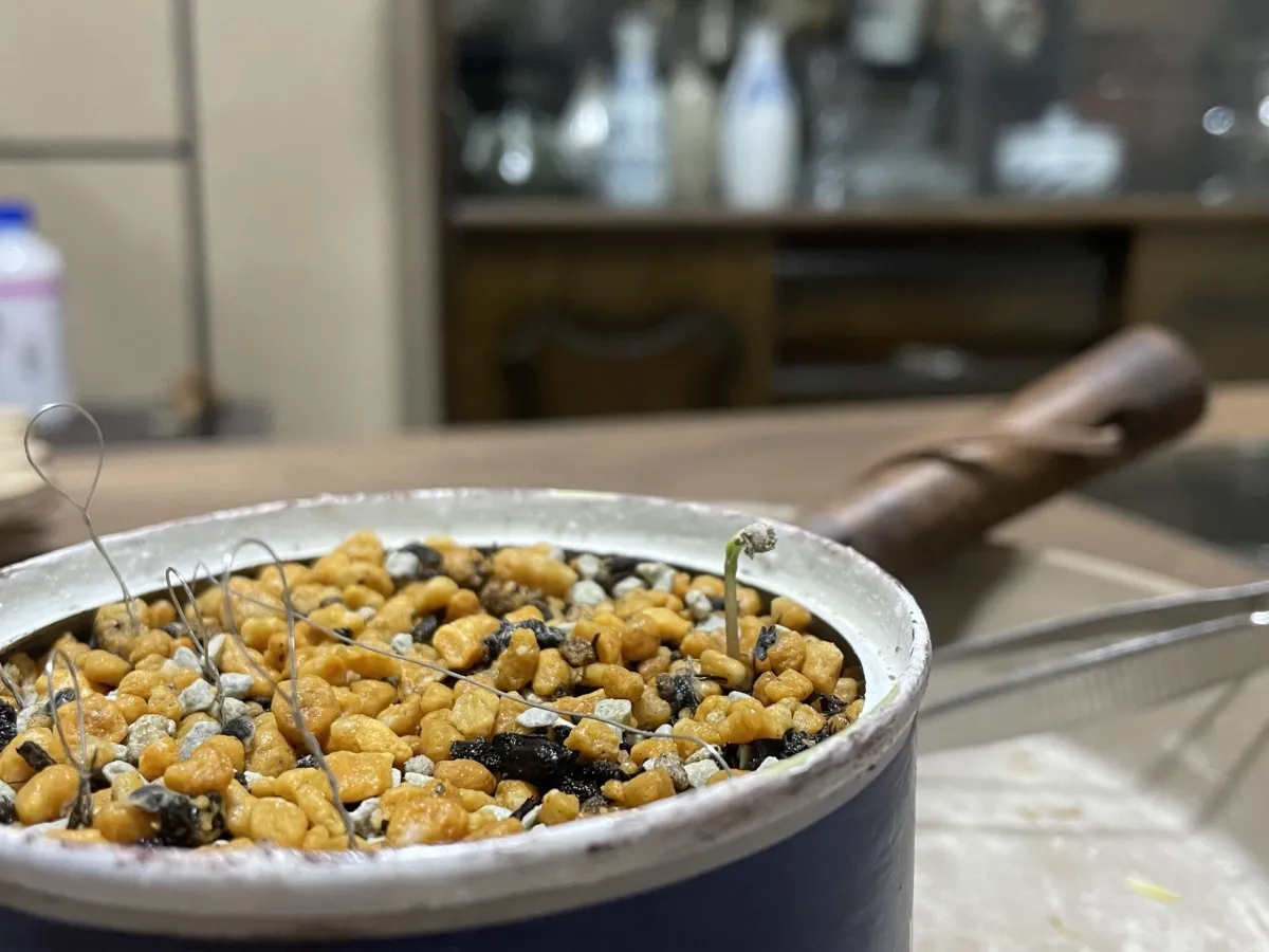 Phytolacca dioica (フィトラッカ ディオイカ)