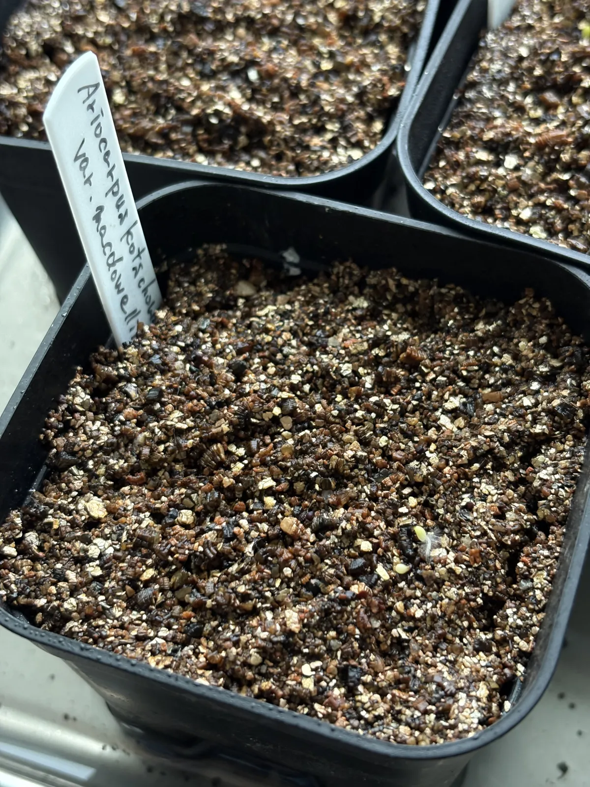 Ariocarpus kotschoubeyanus var. macdowellii (アリオカルプス マクドウェリイ)